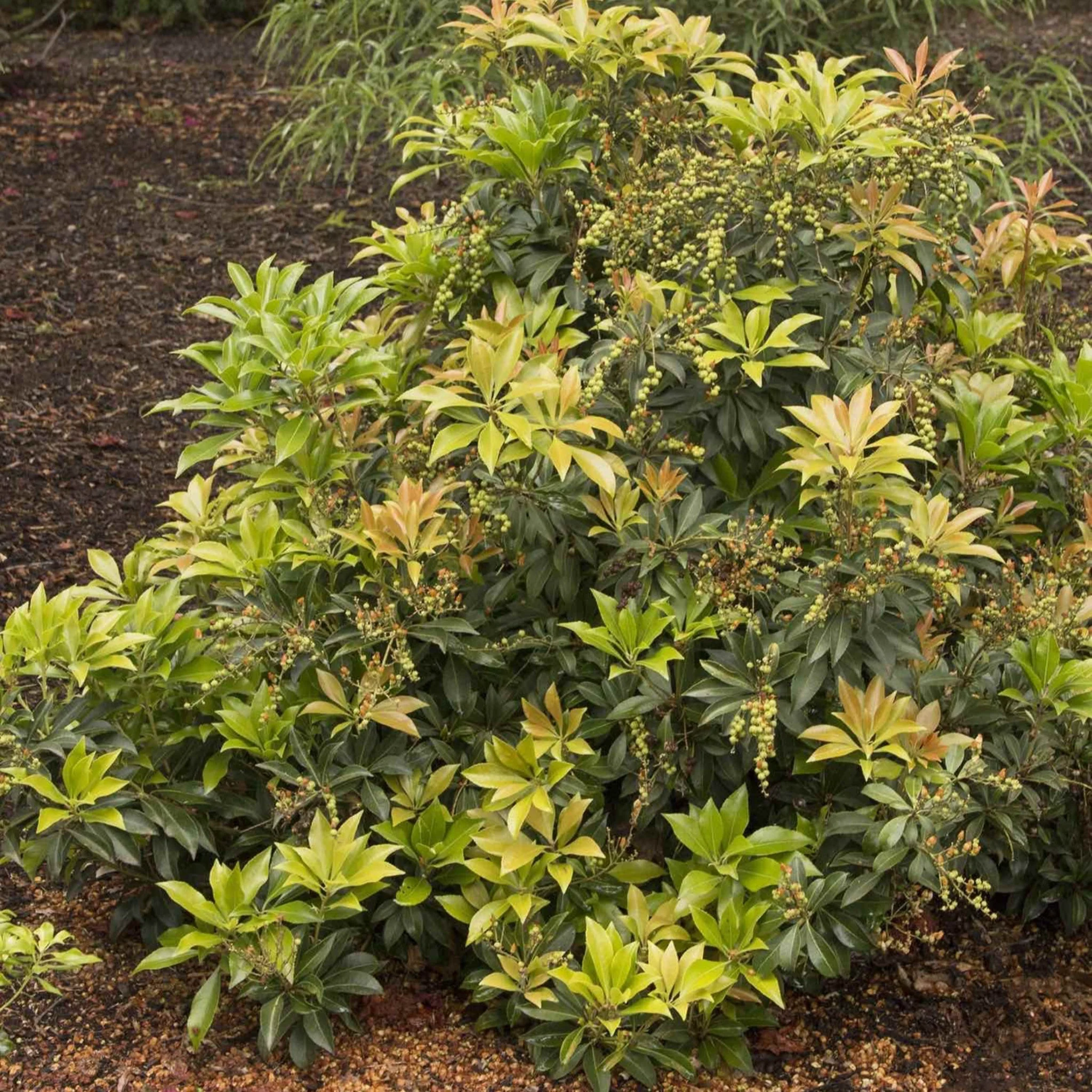 Enchanted Forest® River Run™ Pieris - Image 2