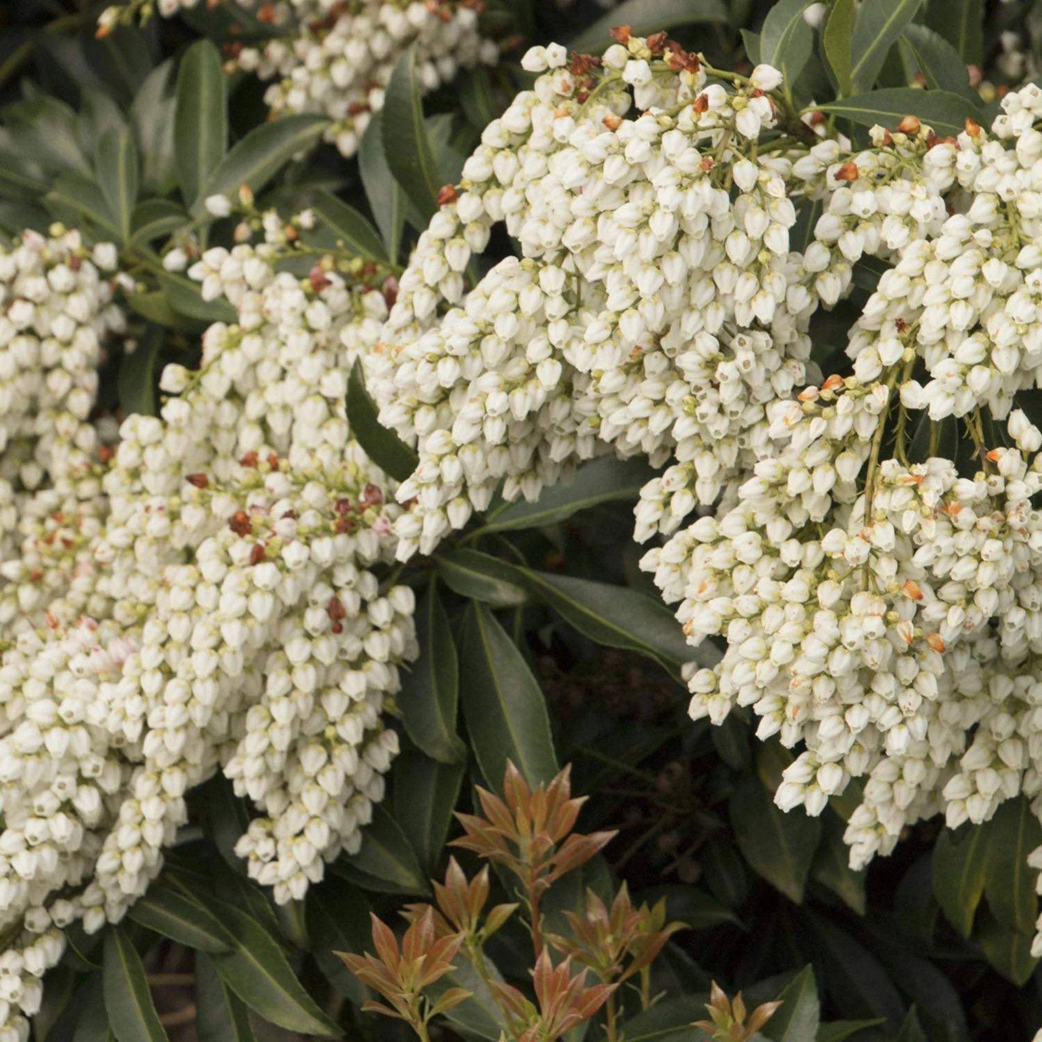 Enchanted Forest® River Run™ Pieris - Image 3