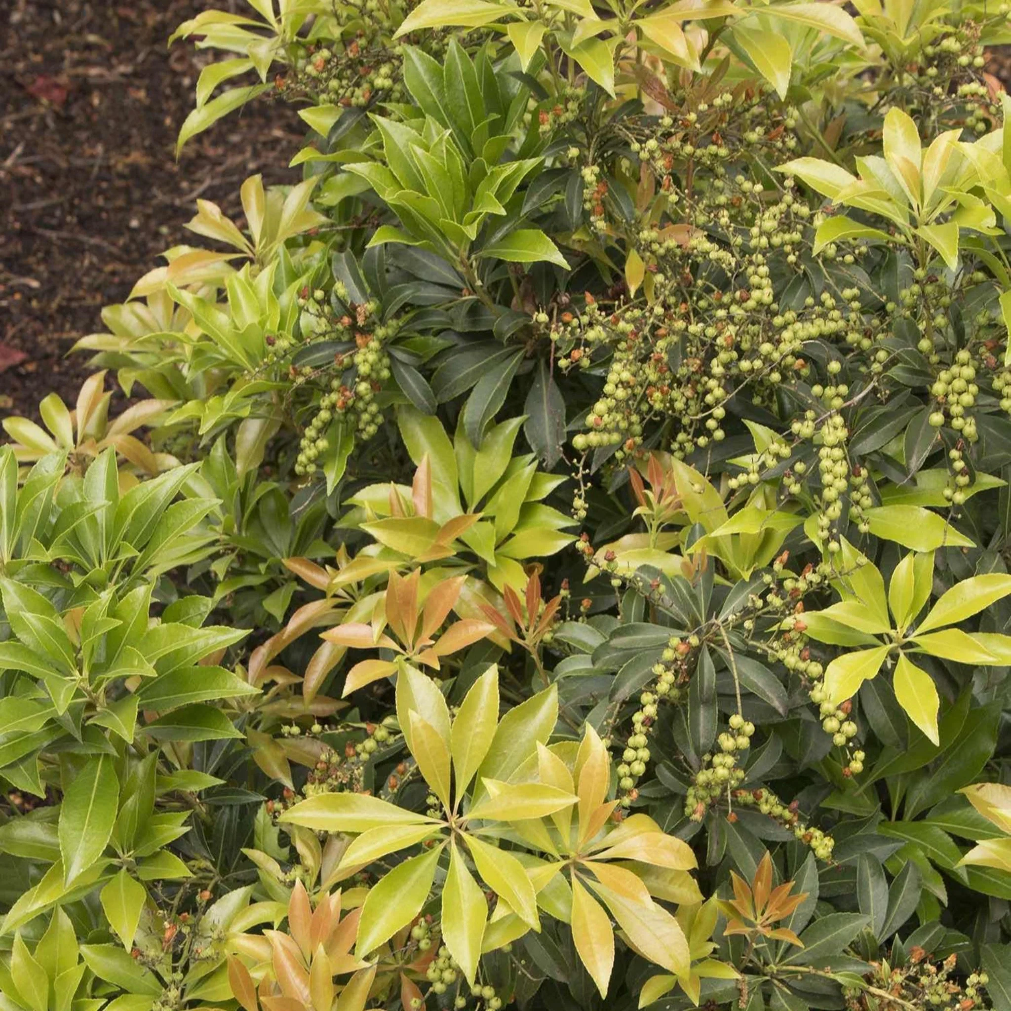 Enchanted Forest® River Run™ Pieris - Image 4
