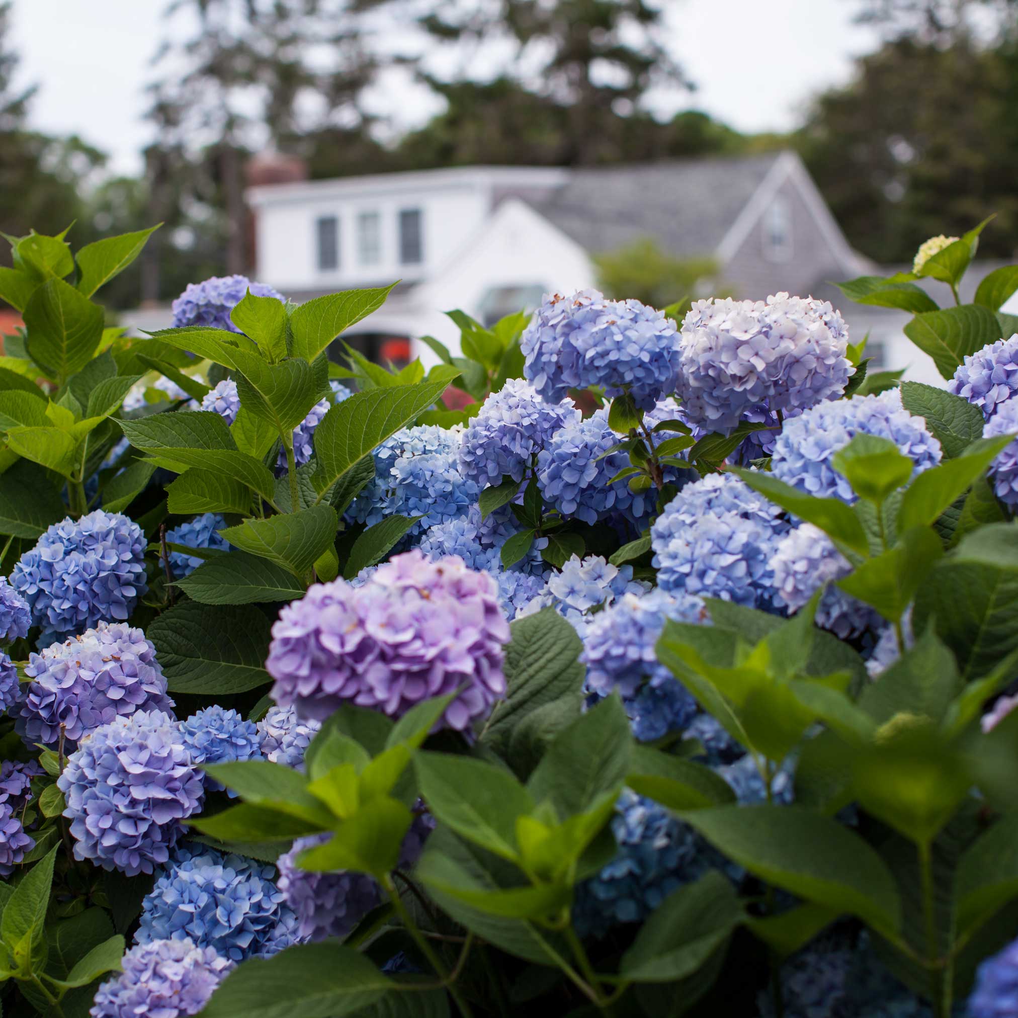 Endless Summer® Hydrangea - Image 2