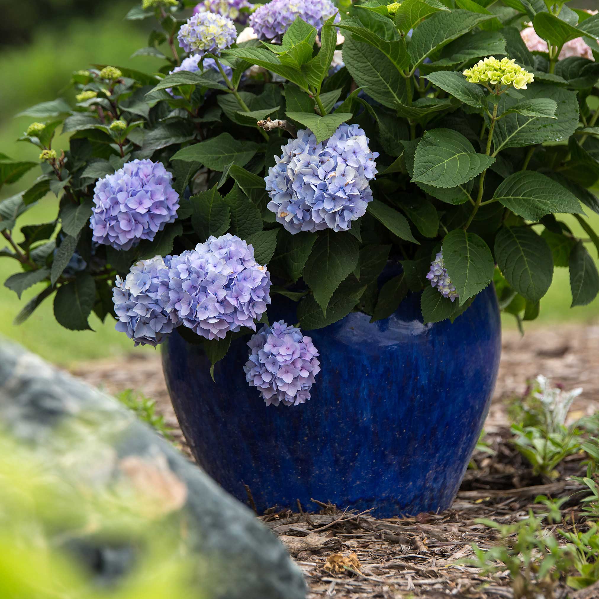 Endless Summer® Hydrangea - Image 3