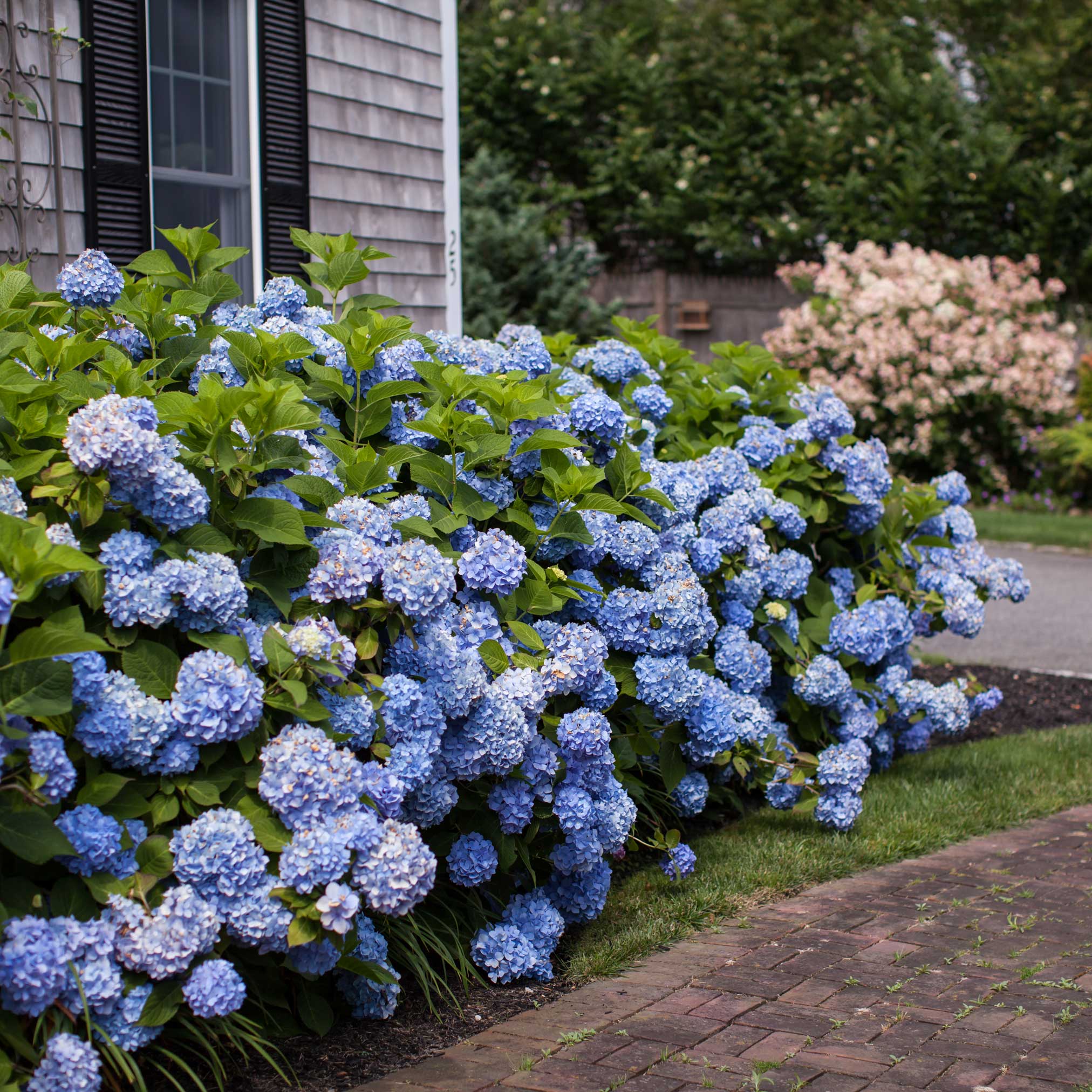 Endless Summer® Hydrangea - Image 4