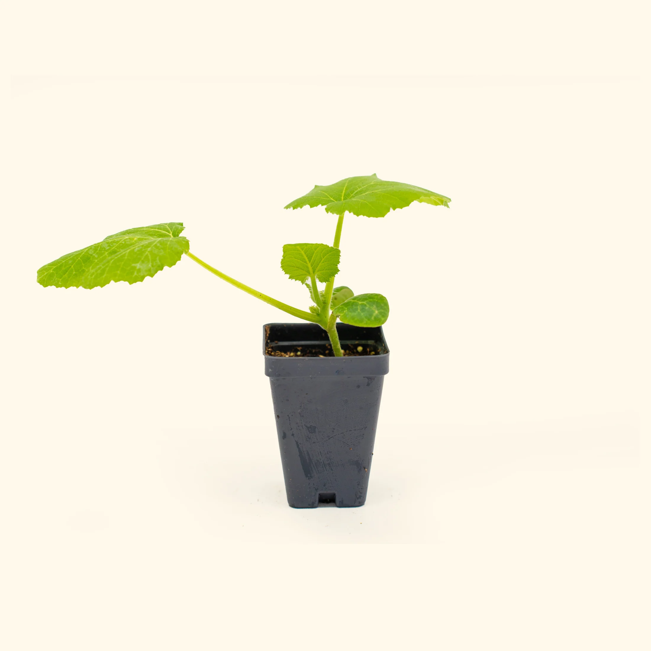 Endurance Zucchini Squash Seedling - Image 2