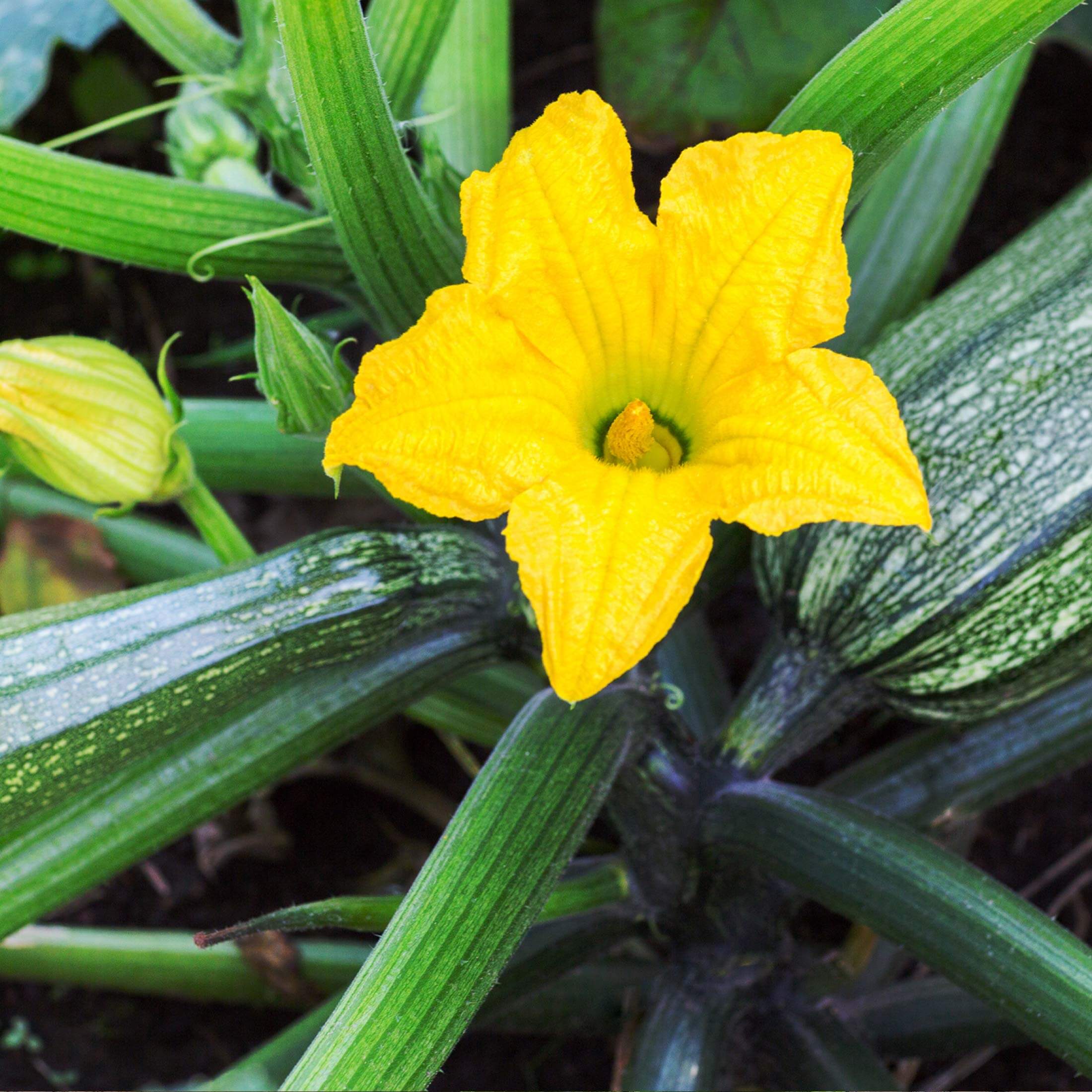 Endurance Zucchini Squash Seedling - Image 6