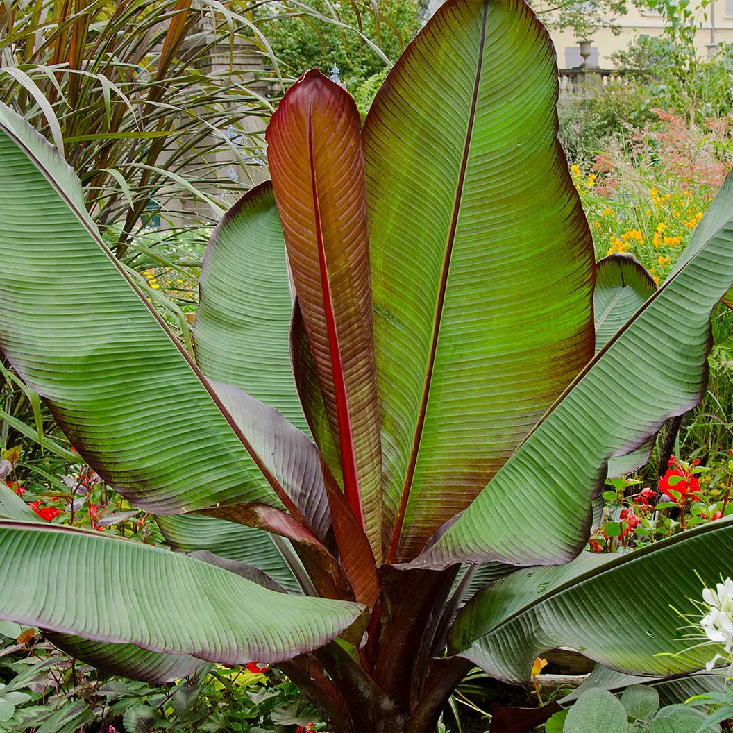 Ensete Banana - Image 2