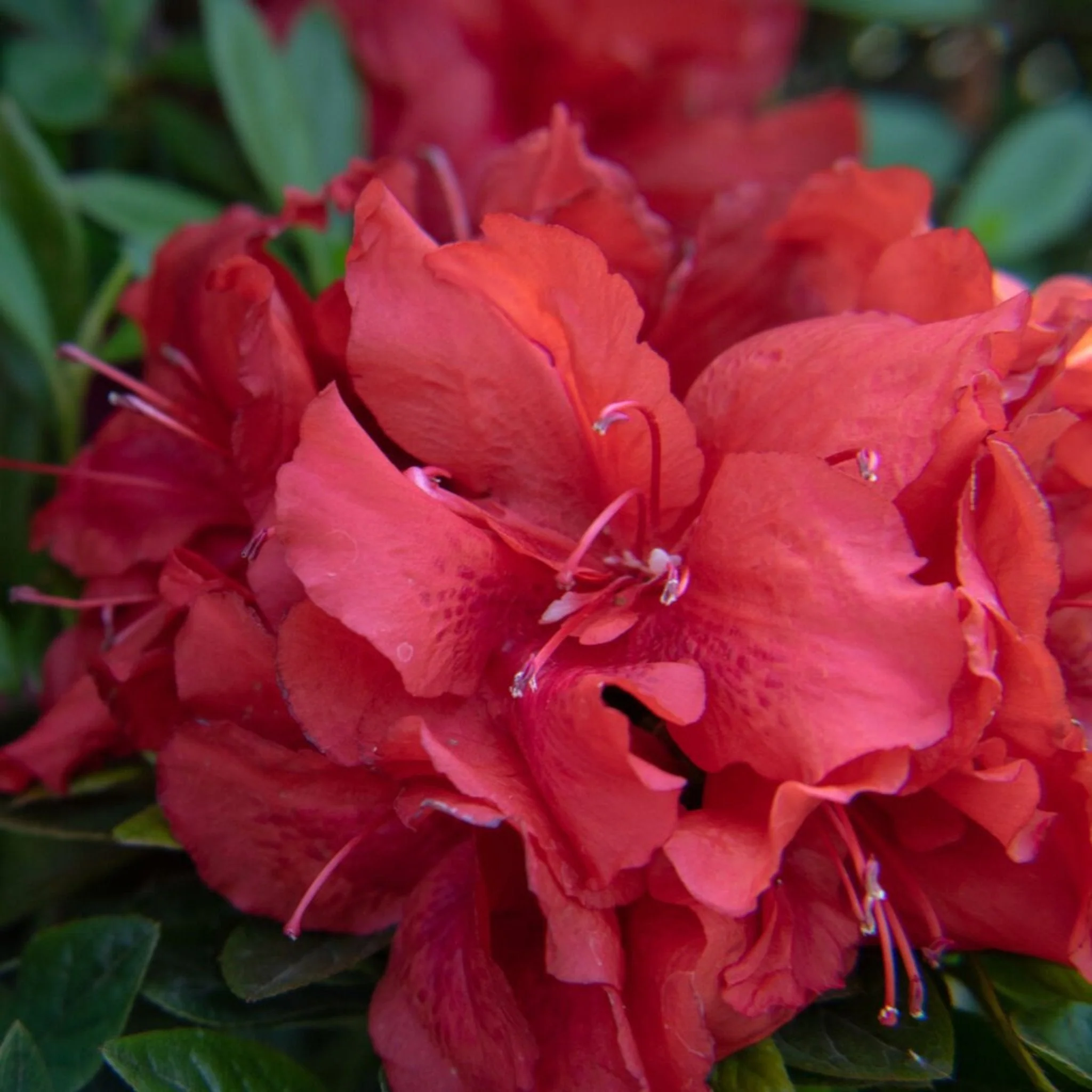 Ever After™ Ruby Azalea - Image 2