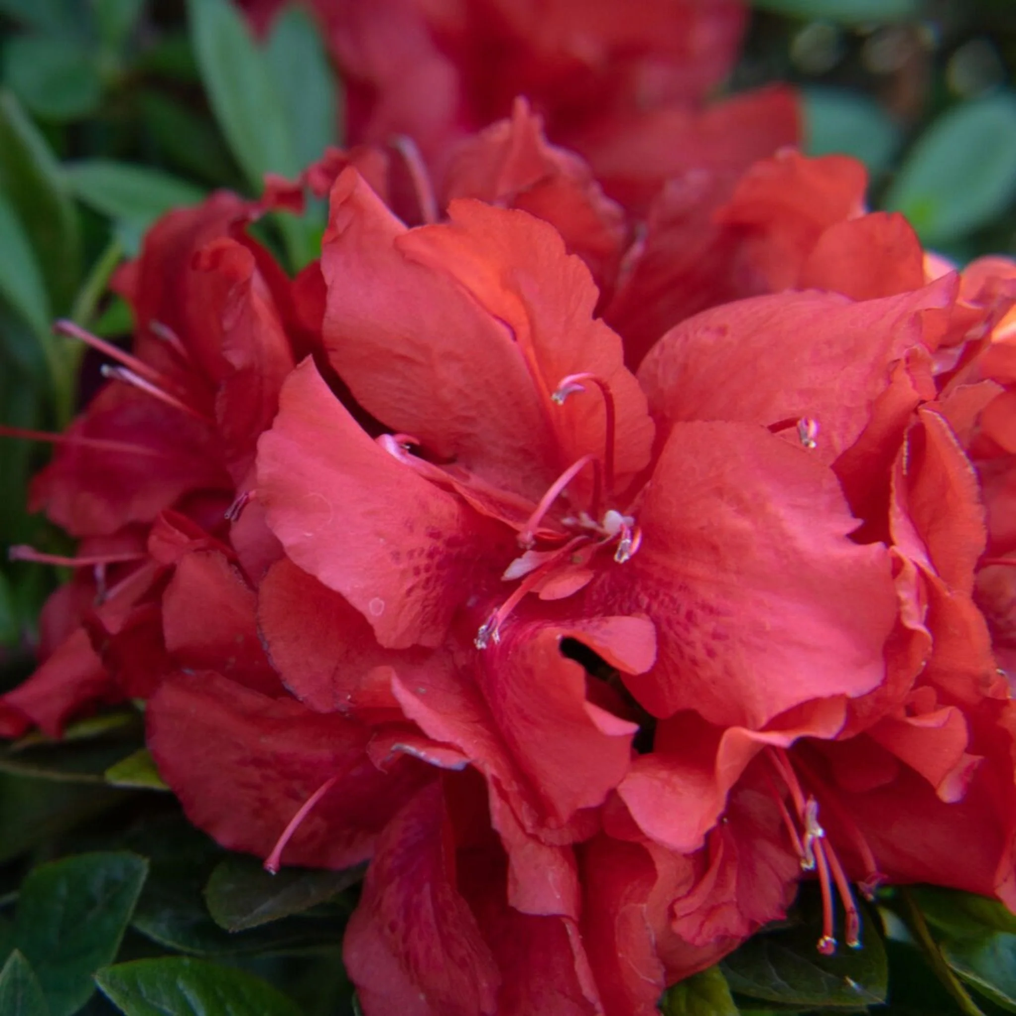 Ever After™ Ruby Reblooming Azalea - Image 2