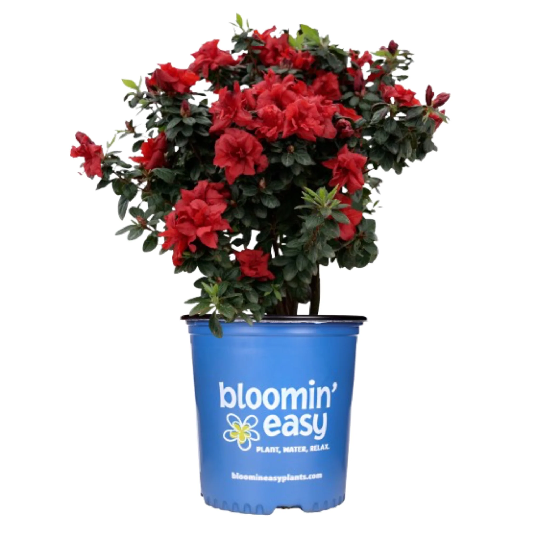 Ever After™ Ruby Reblooming Azalea - Image 3