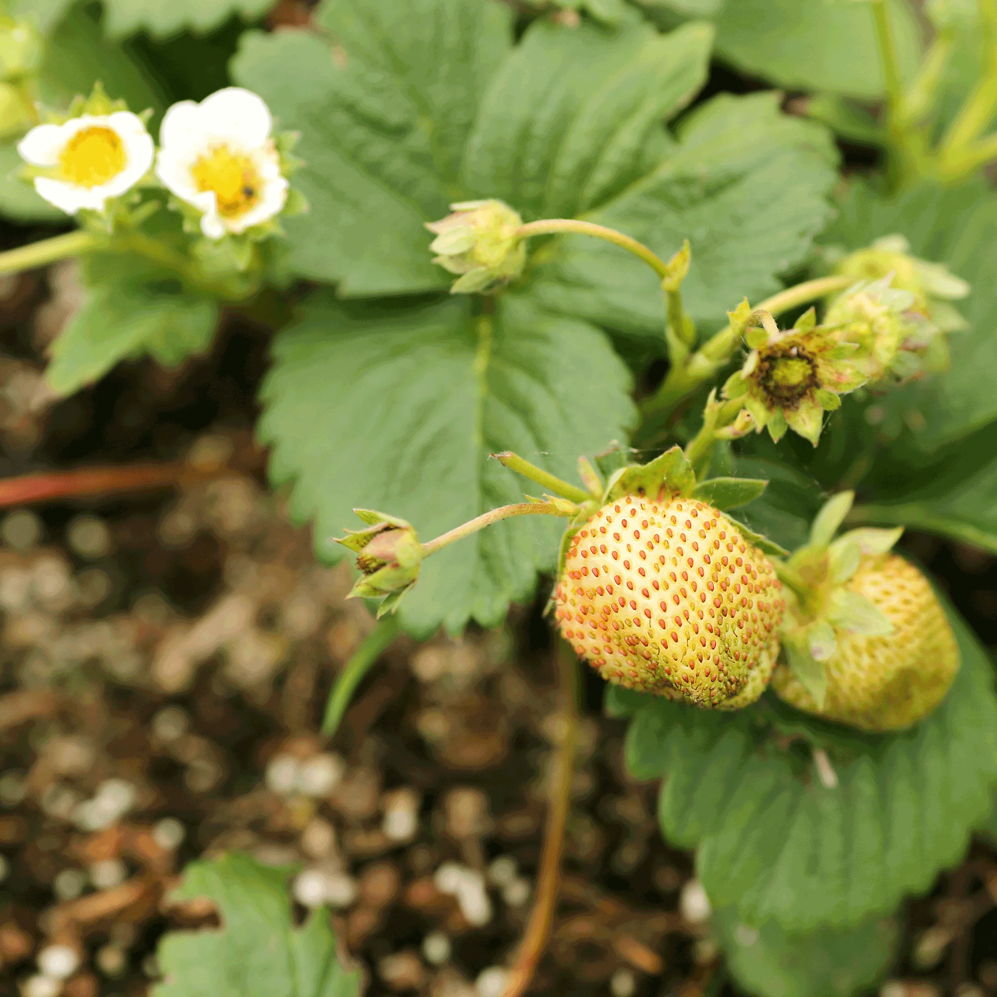 Everbearing Strawberry - Image 2