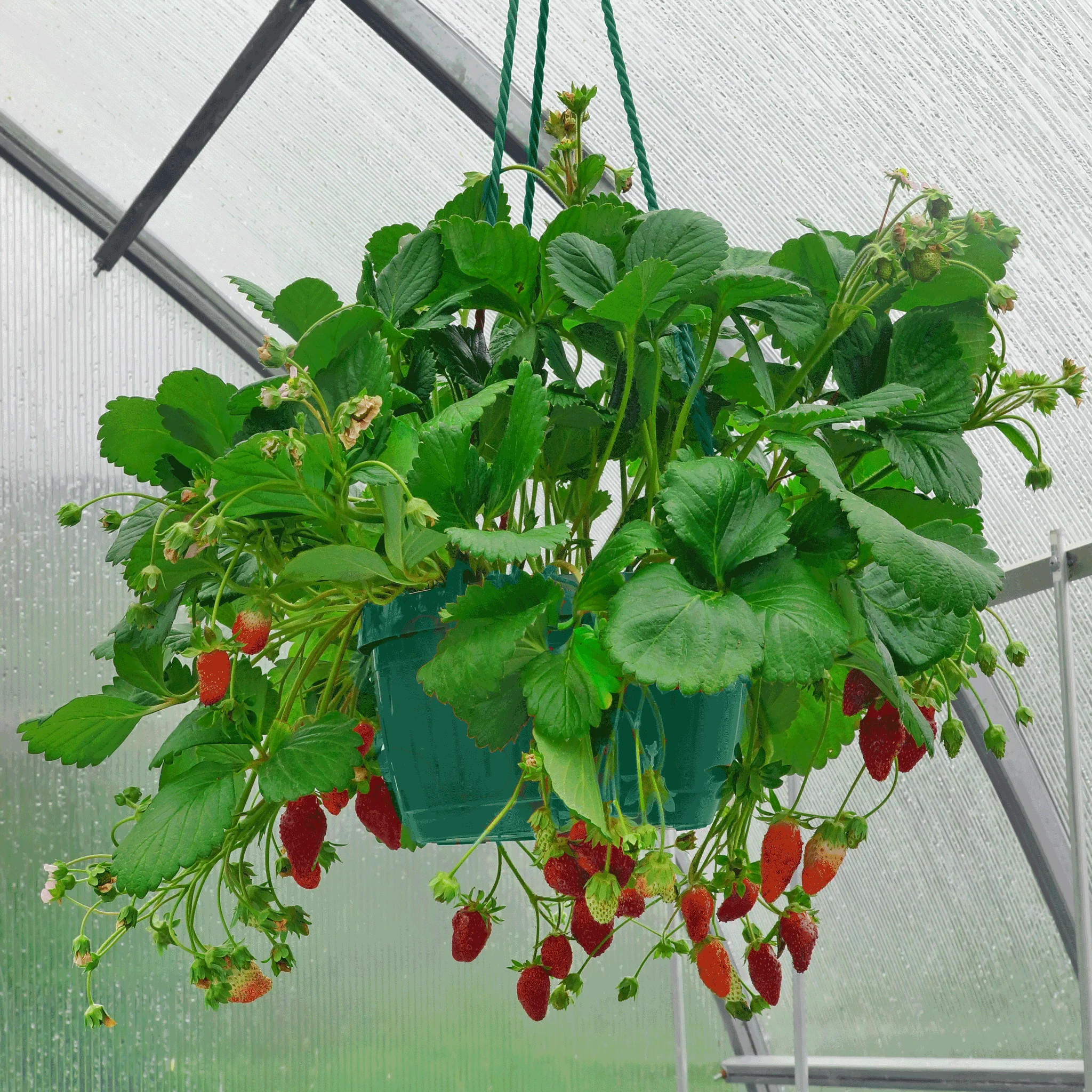 Everbearing Strawberry - Image 3