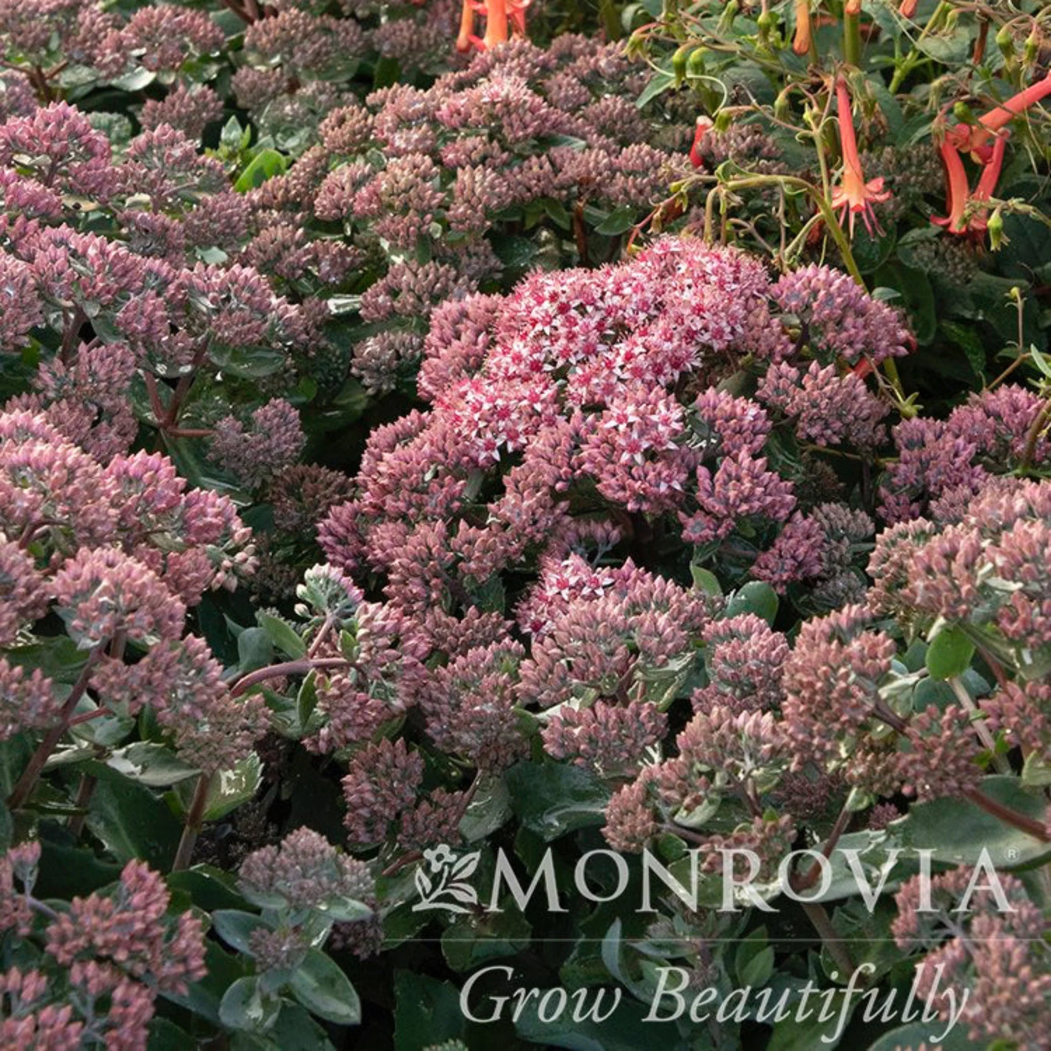 Evolution™ Emerald Ice Sedum - Image 2