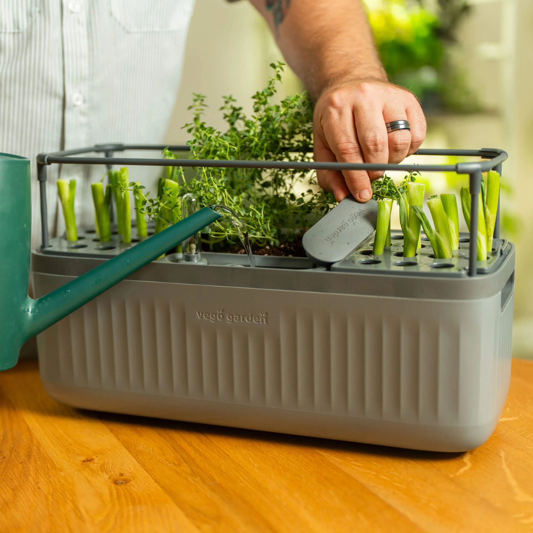 EZ Onion Grow Guide - Image 4