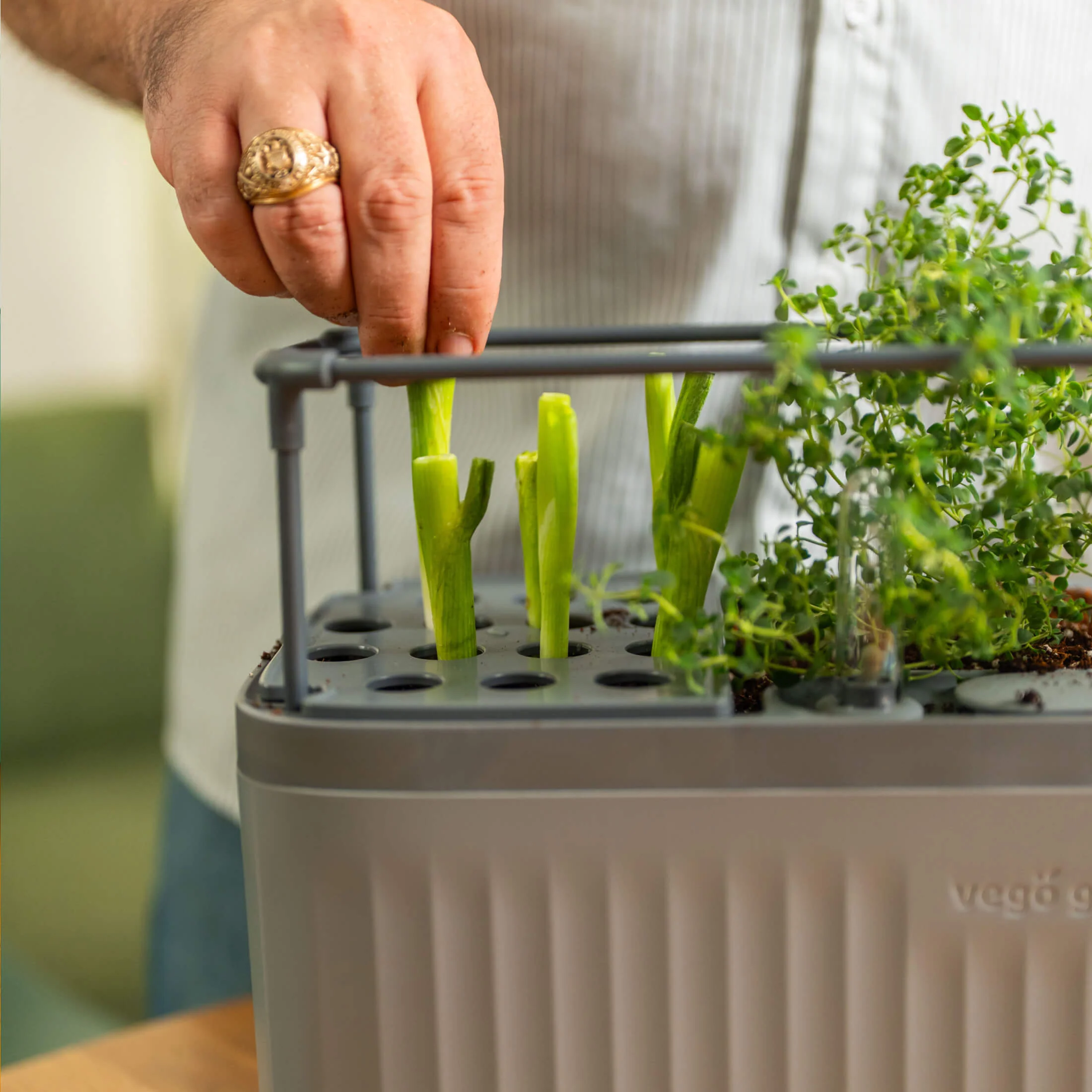 EZ Onion Grow Guide - Image 5