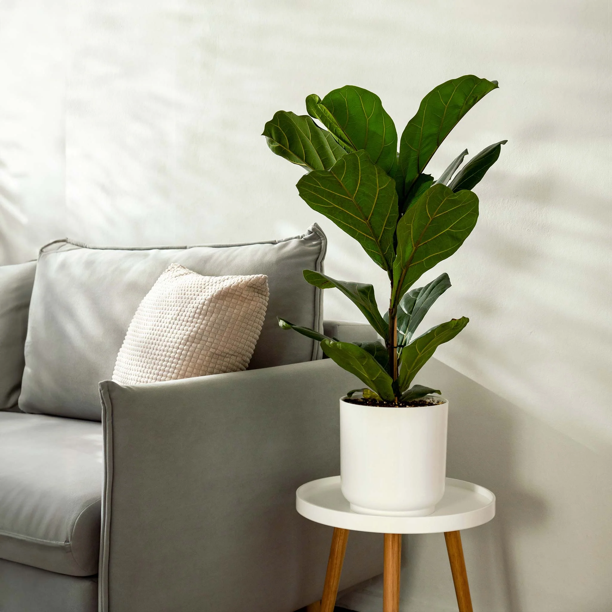 Fiddle-Leaf Fig Tree - Image 2