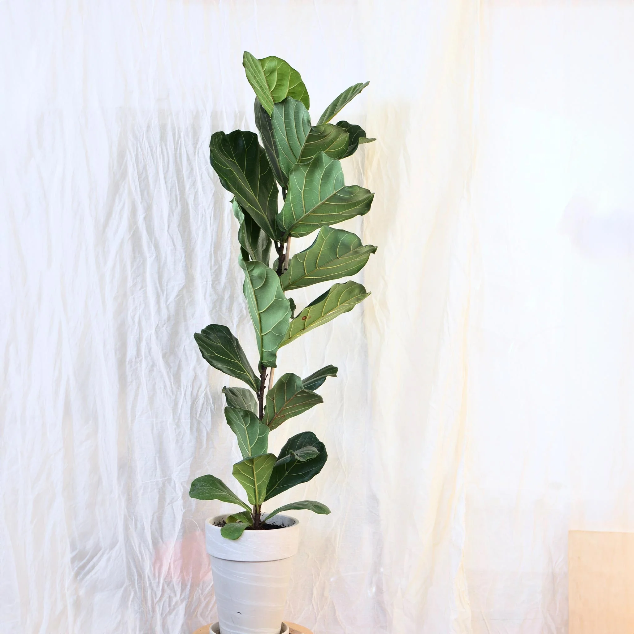 Fiddle-Leaf Fig Tree - Image 3