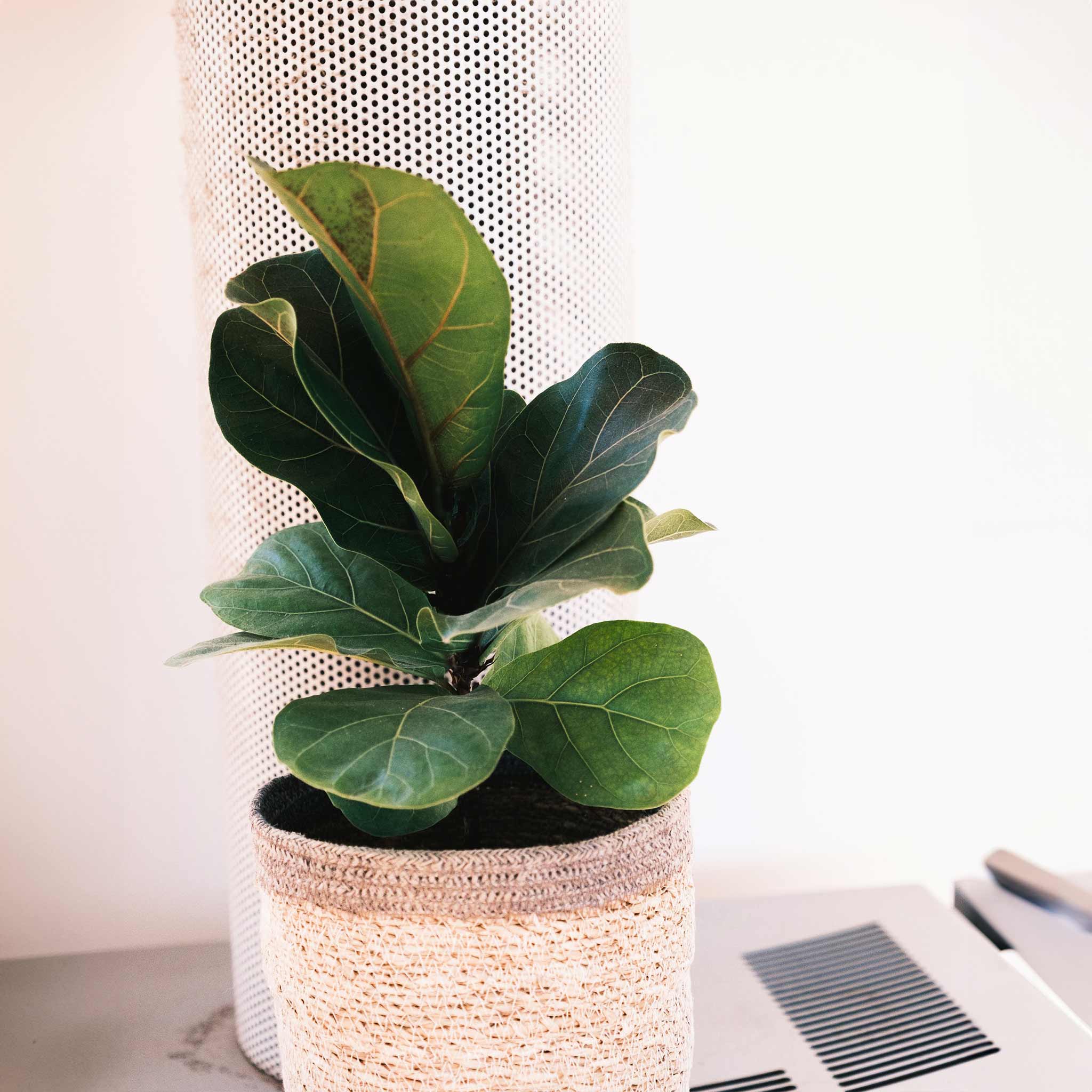 Fiddle-Leaf Fig Tree - Image 4