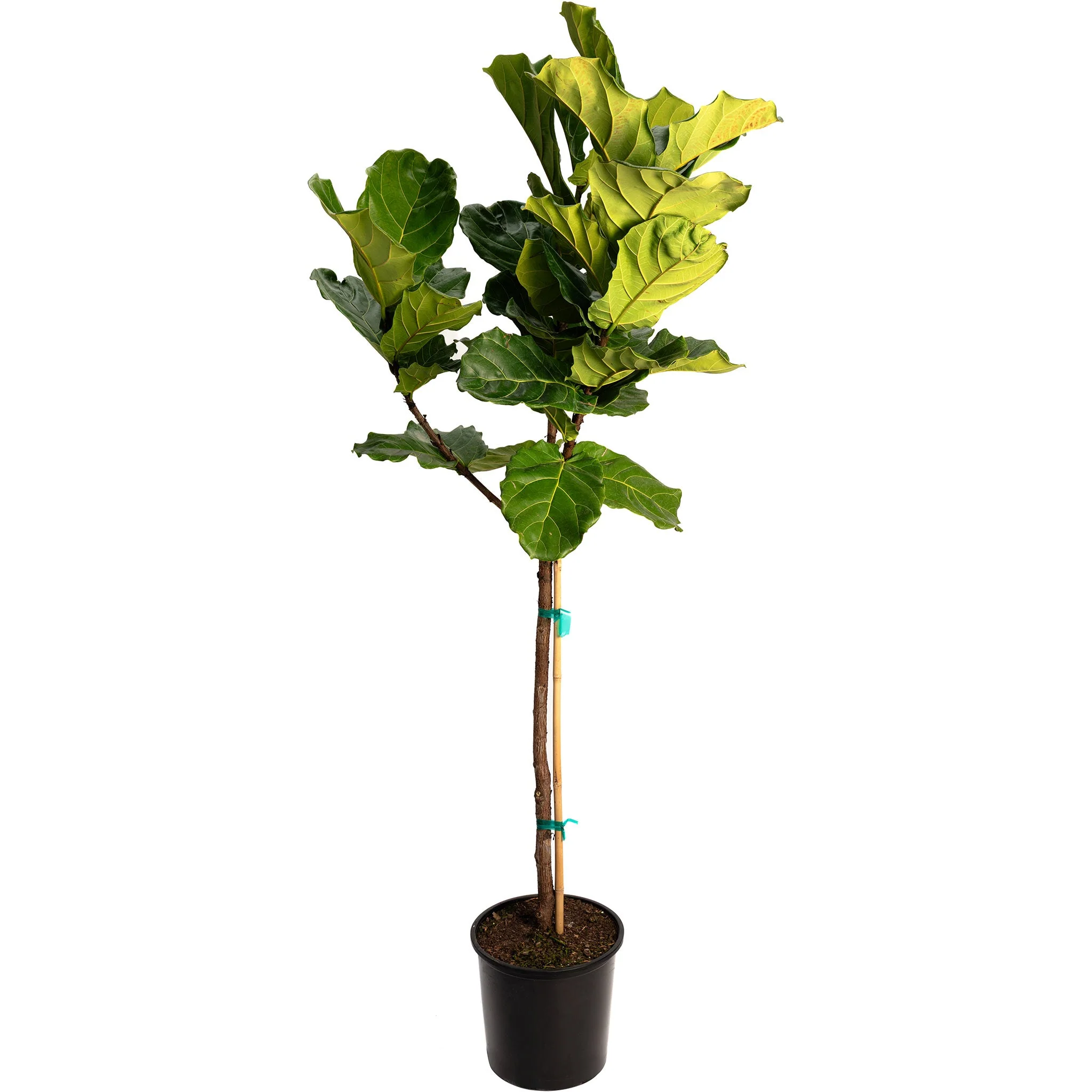 Fiddle-Leaf Fig Tree - Image 5