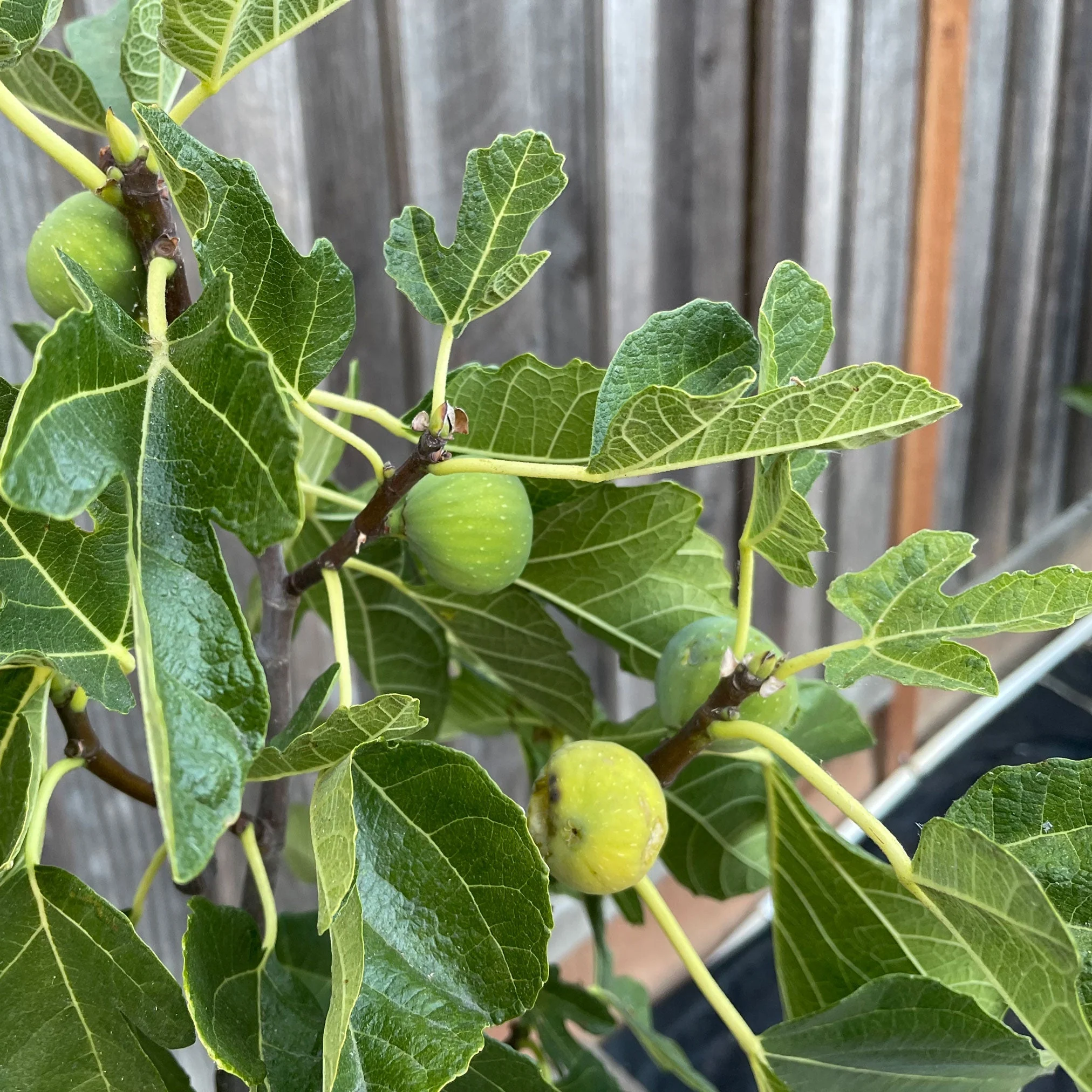 Fig Orchard Pack - Image 2