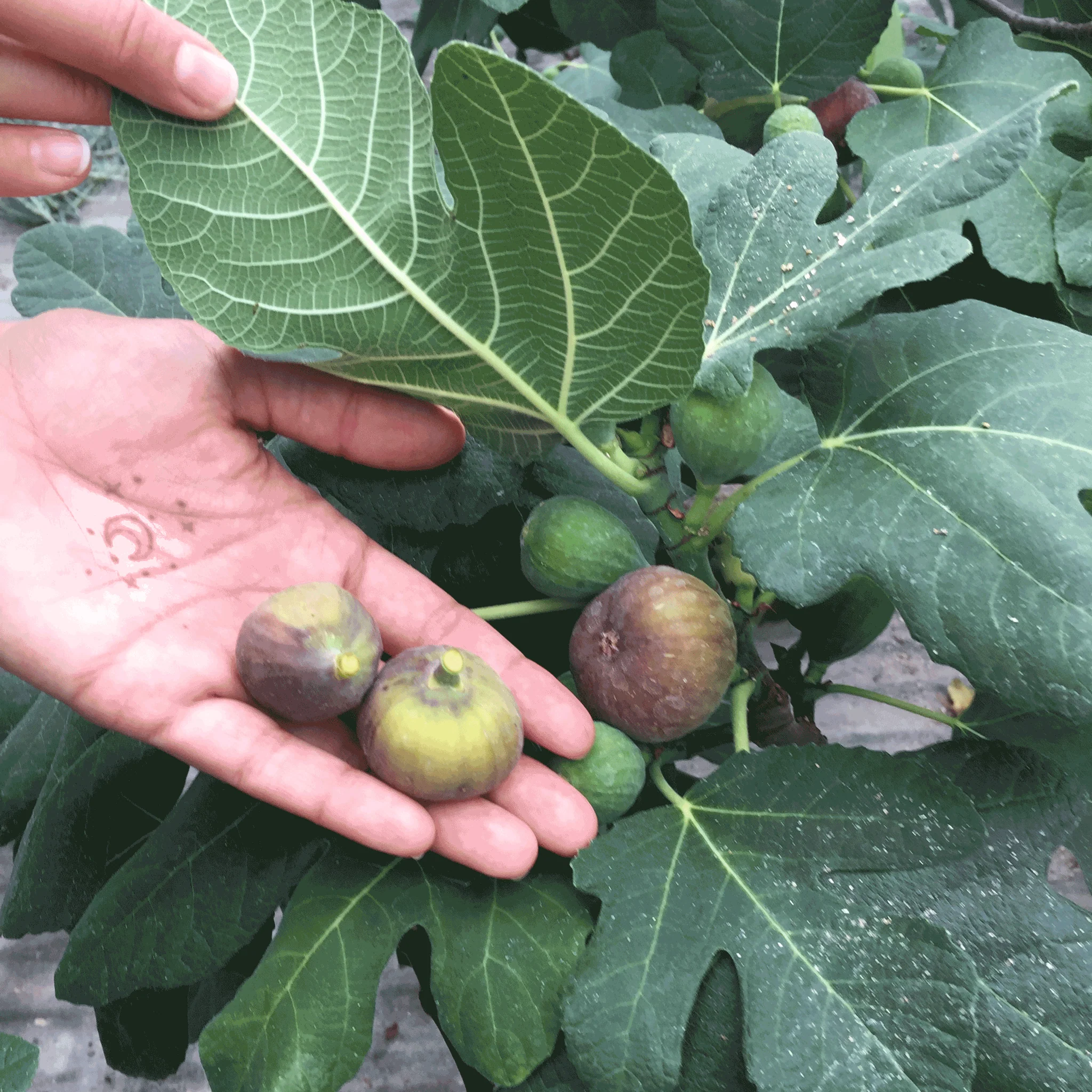 Fignominal Fig - Image 2