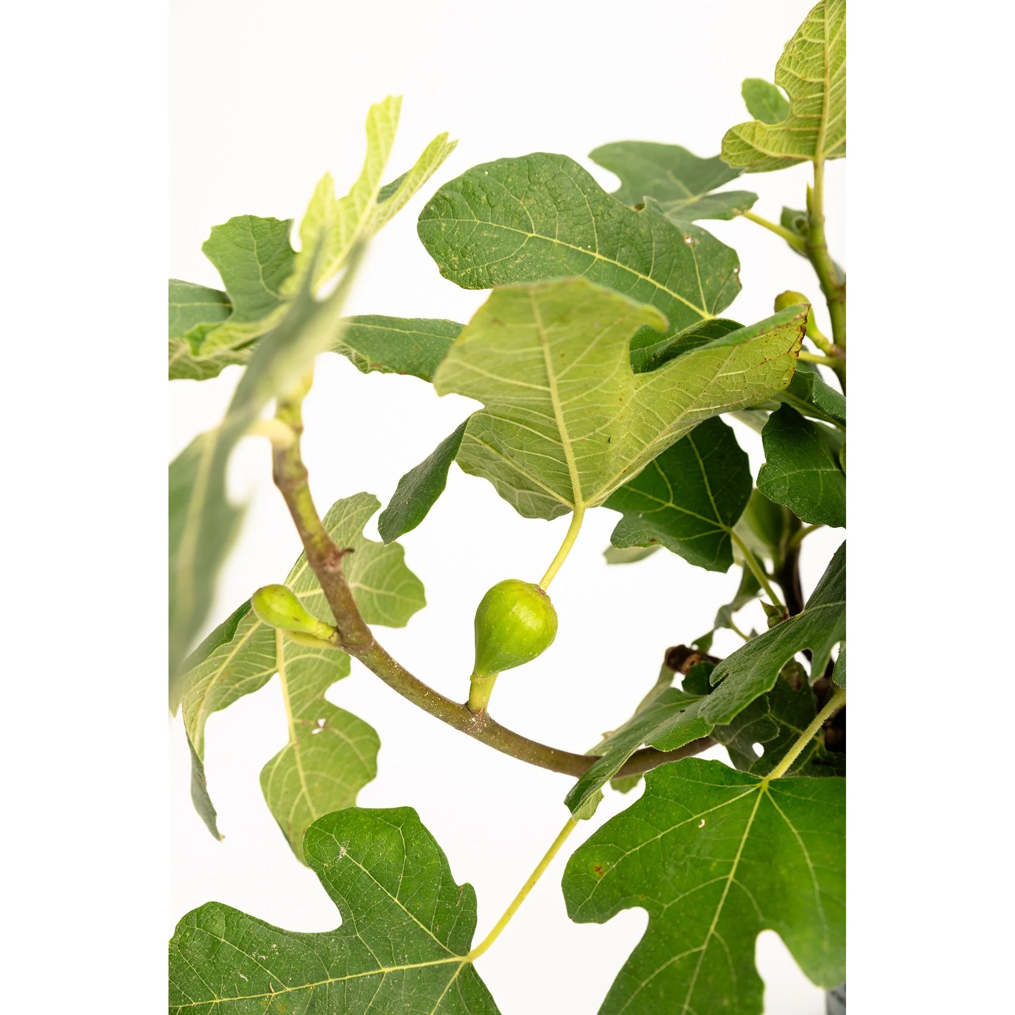 Fignominal Fig - Image 6