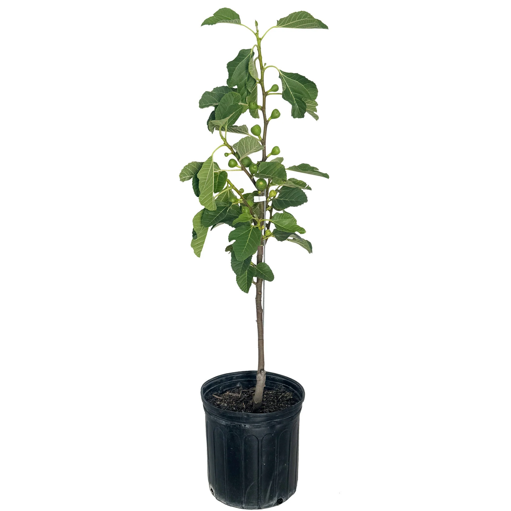 Fignominal Fig - Image 7