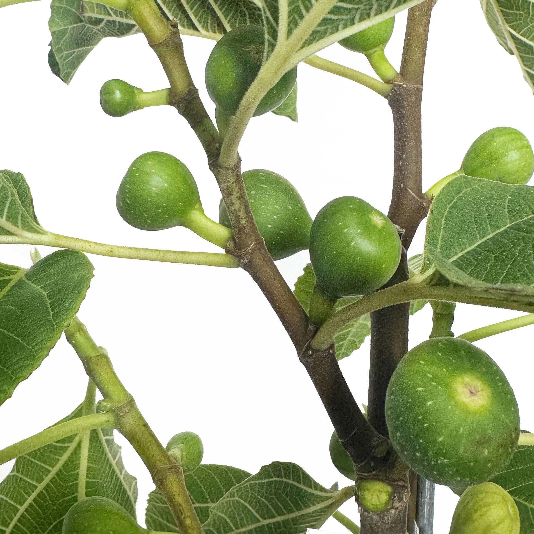 Fignominal Fig - Image 8