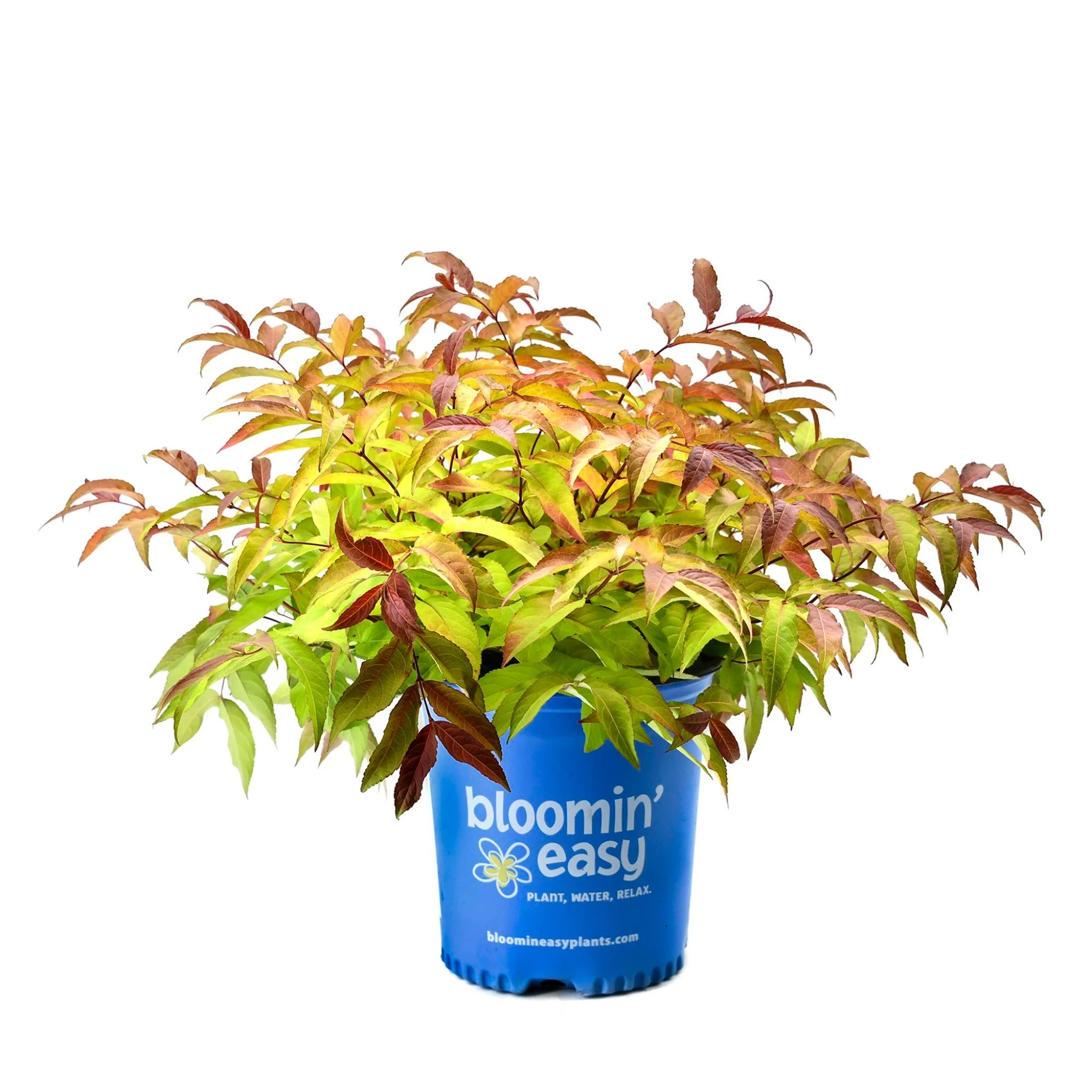 Firefly® Bush Honeysuckle - Image 2