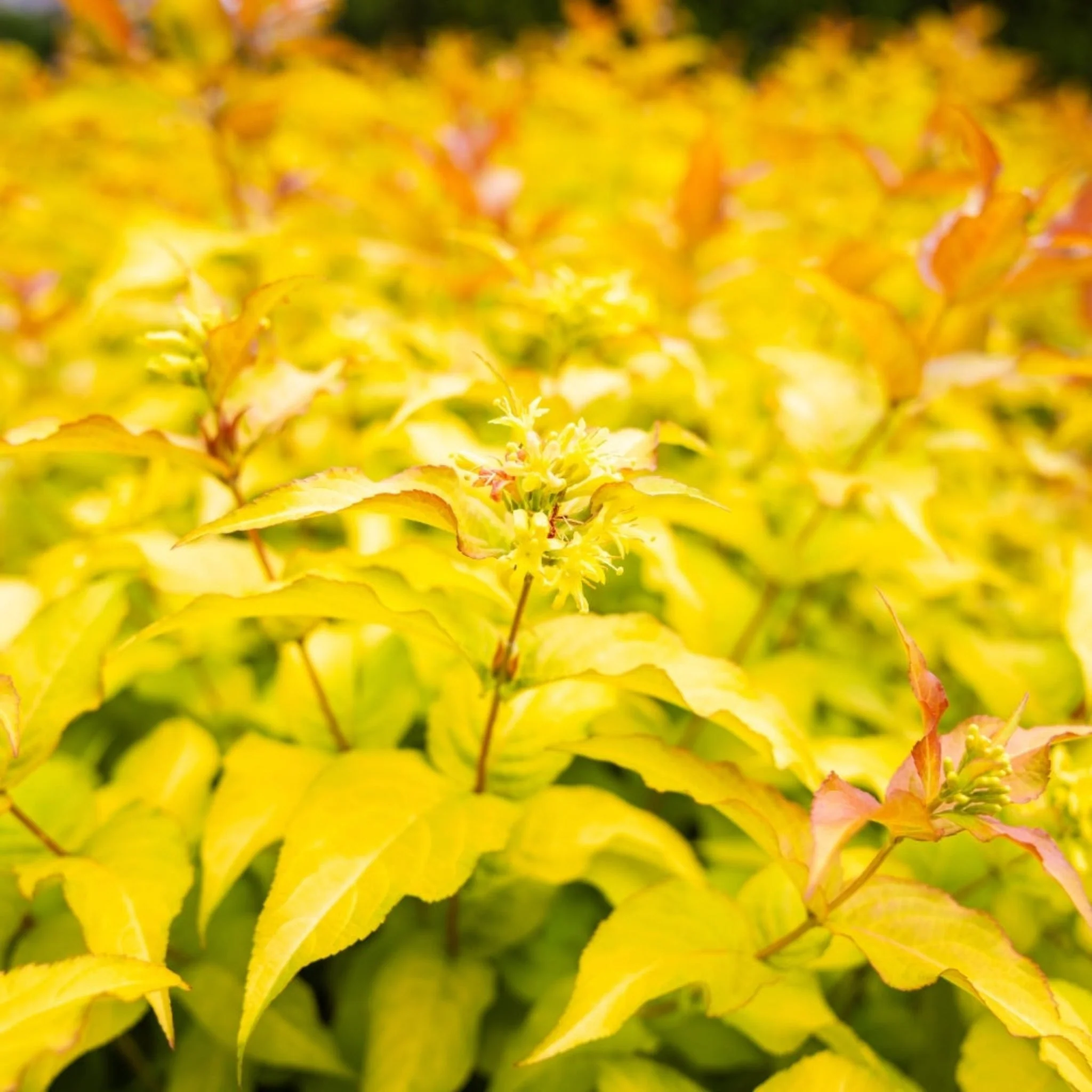 Firefly® Bush Honeysuckle - Image 3