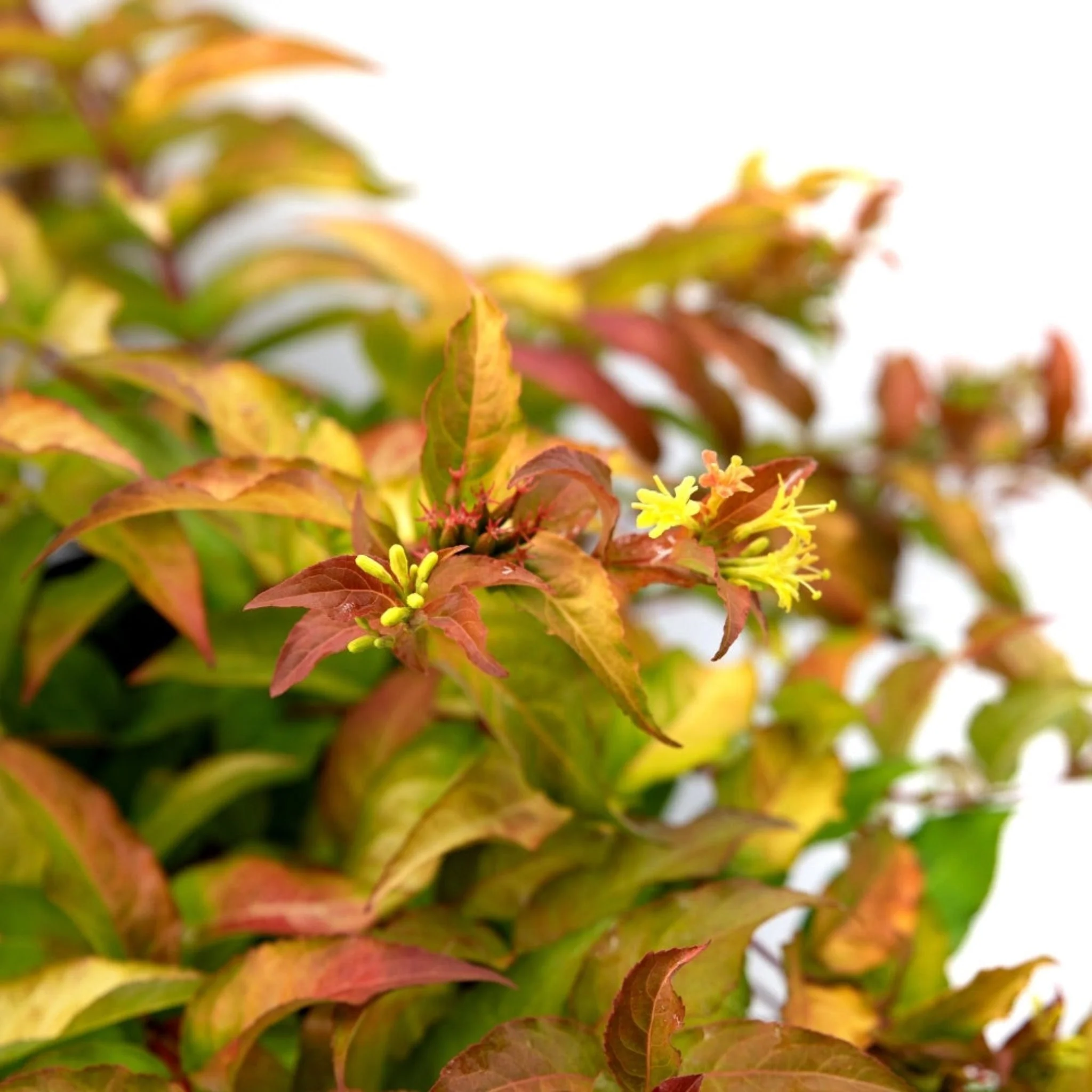 Firefly® Bush Honeysuckle - Image 4