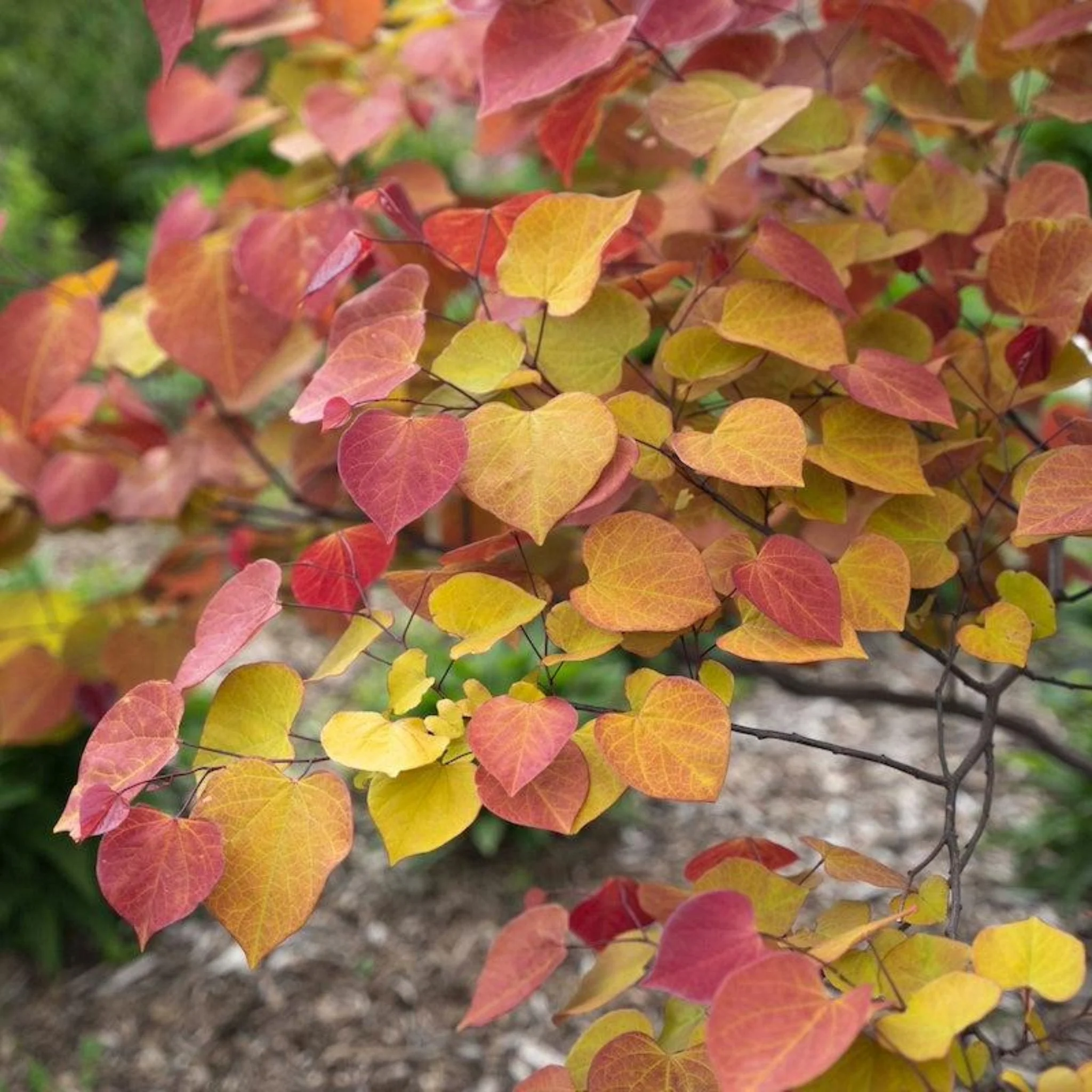 Flame Thrower® Redbud Tree - Image 2