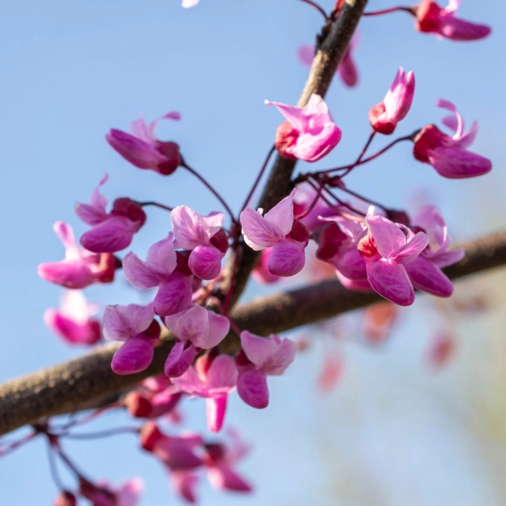 Flame Thrower® Redbud Tree - Image 3