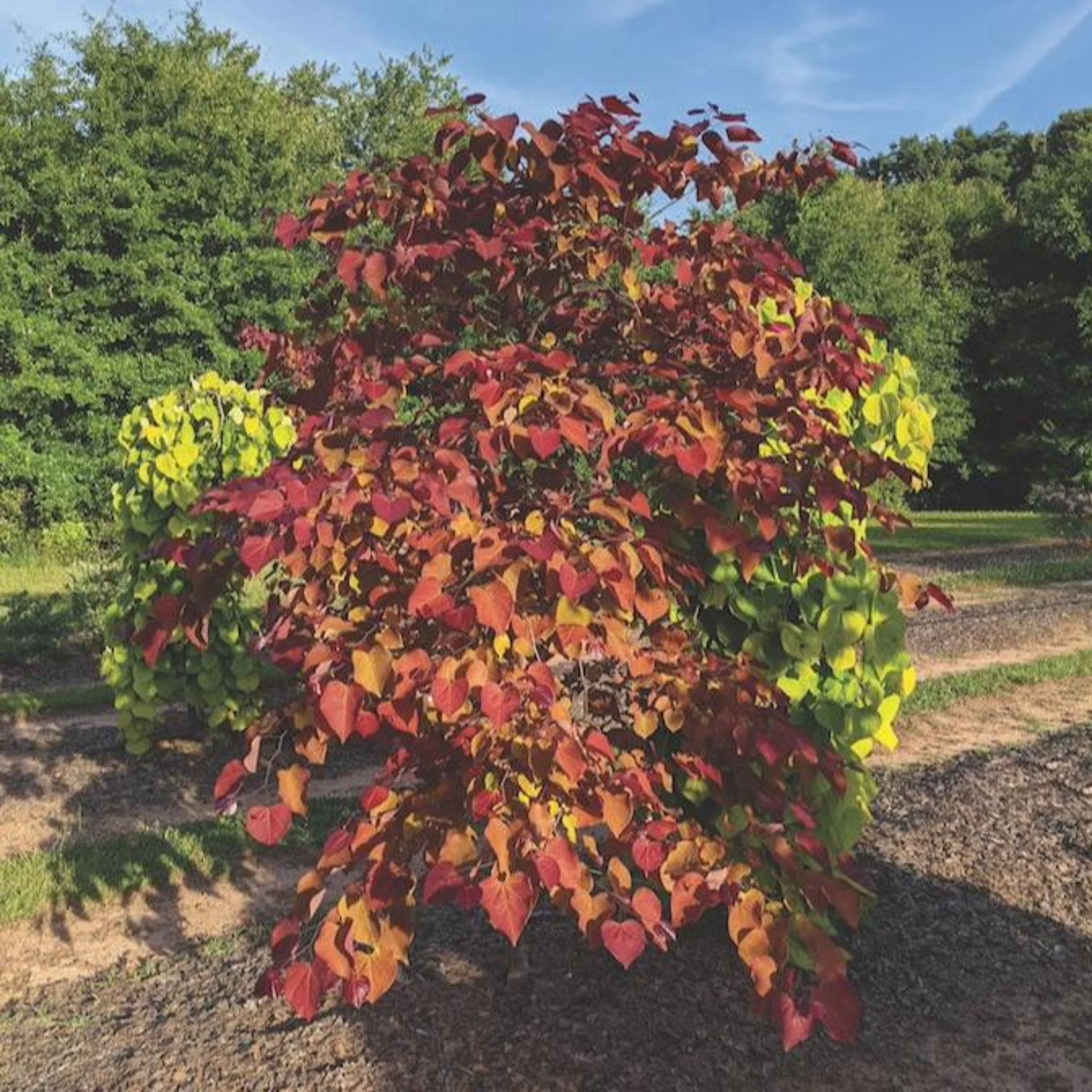 Flame Thrower® Redbud Tree - Image 4