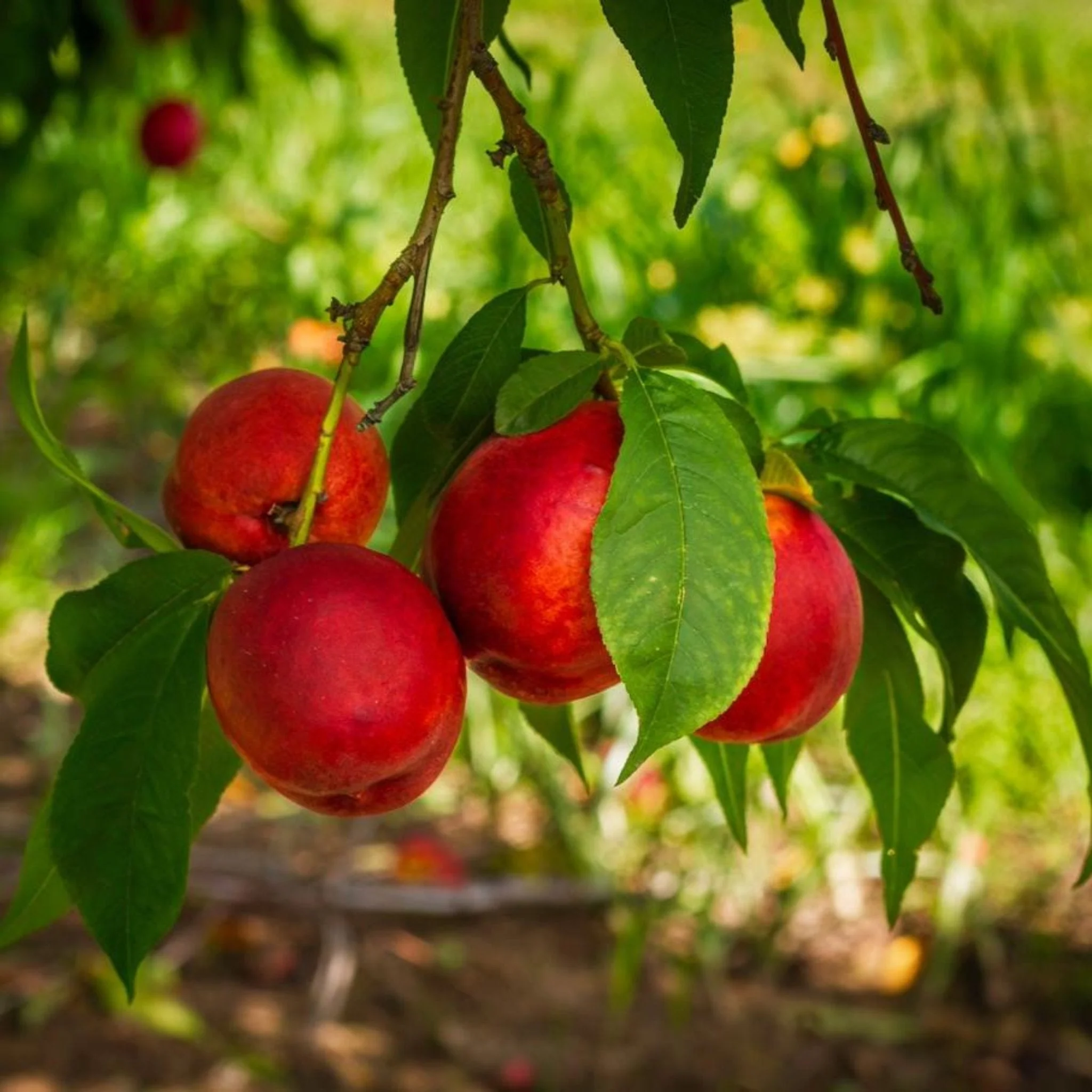 Flavortop Nectarine Tree - Image 2