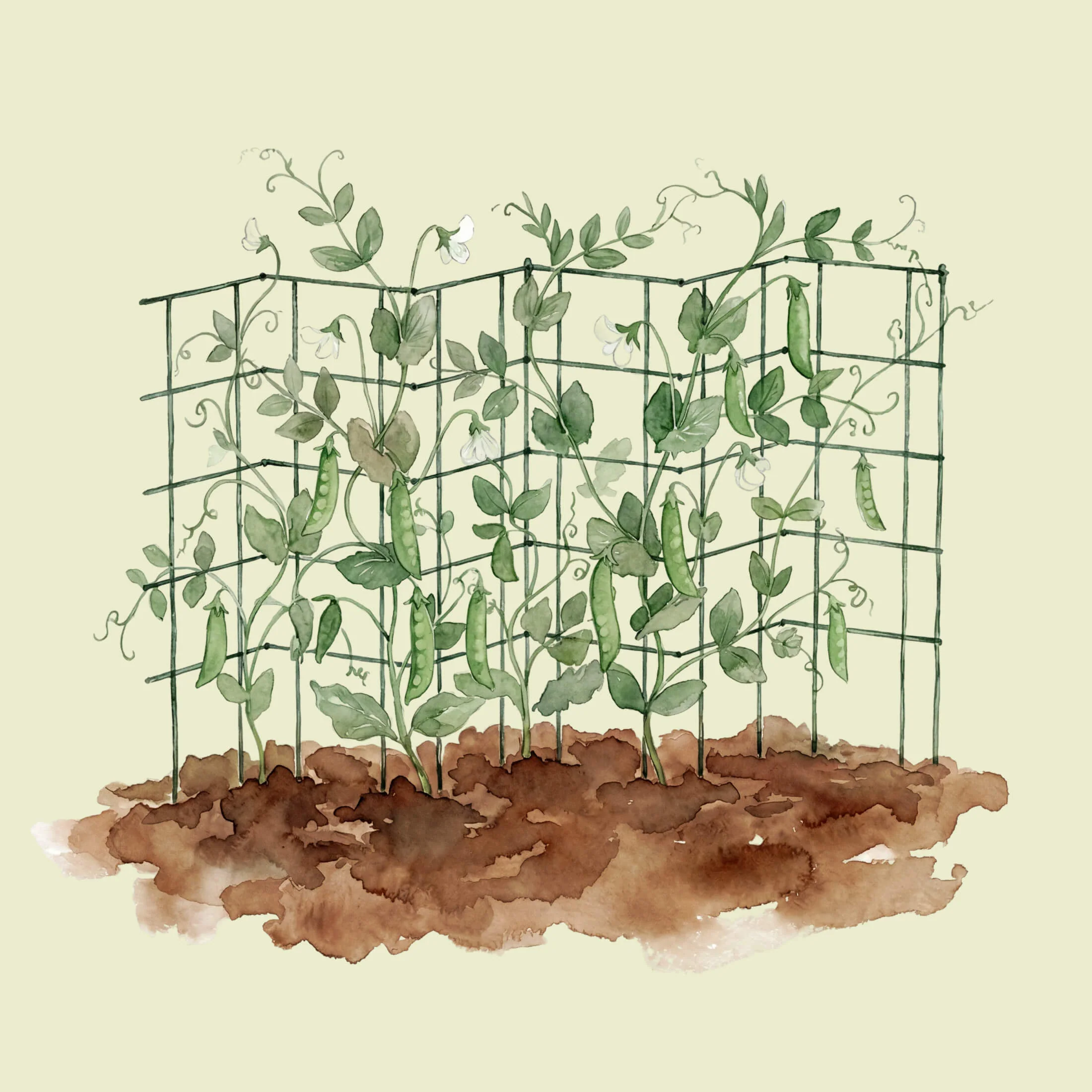 FlexGrow™ 3-Panel Tomato Cage - 11.5" - Image 15