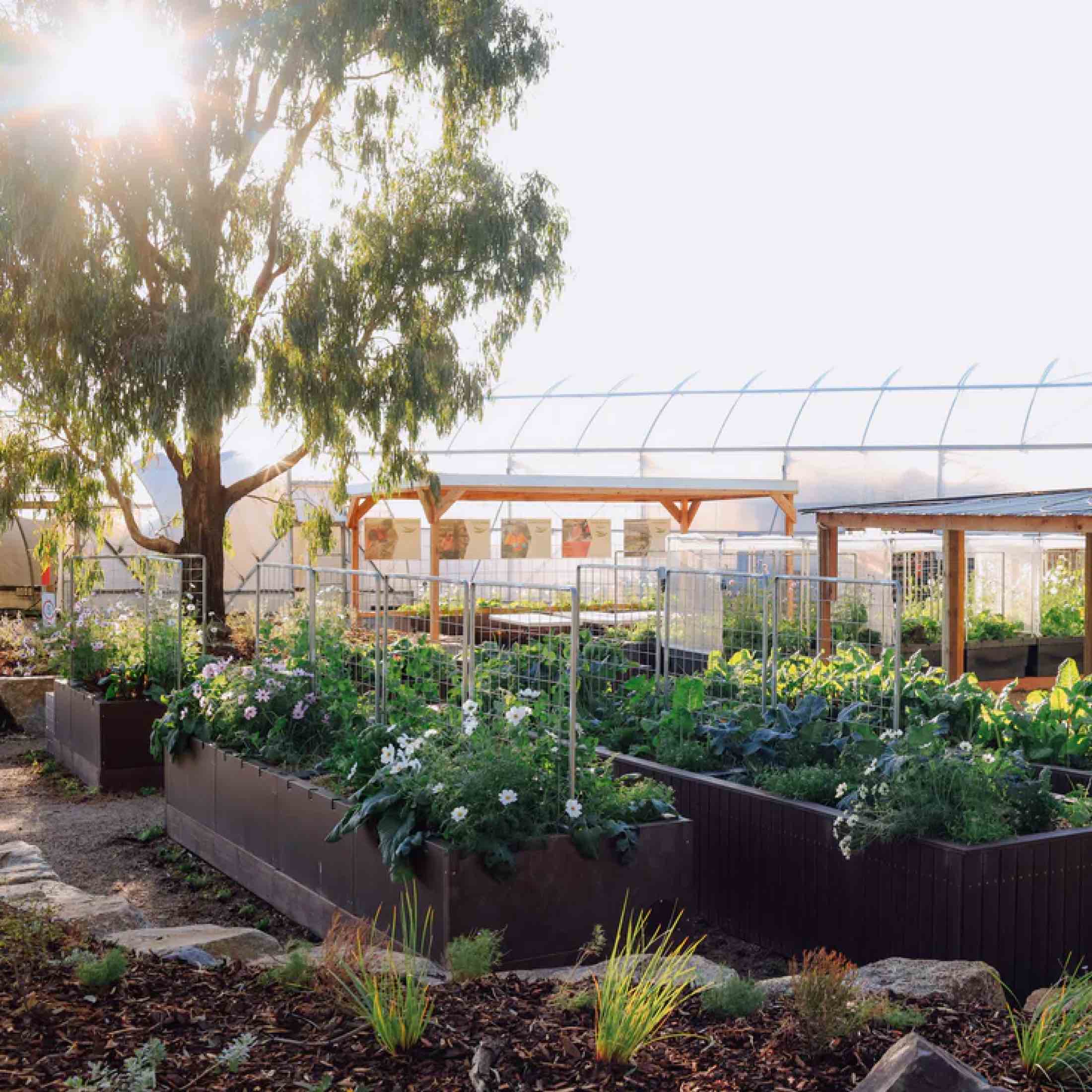 Foodcube™ Large - The Next Generation of Self Watering Raised Beds - Image 10