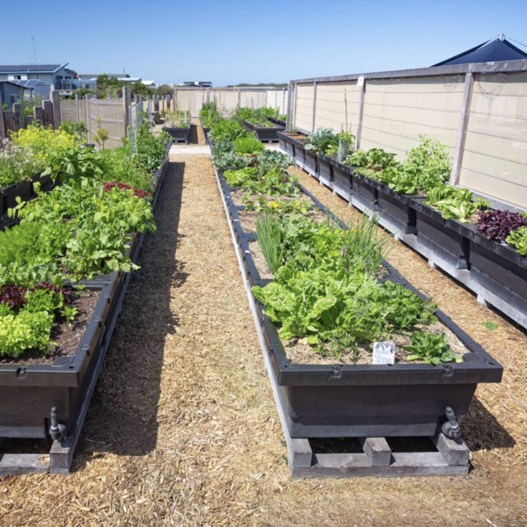 Foodcube™ Large - The Next Generation of Self Watering Raised Beds - Image 7