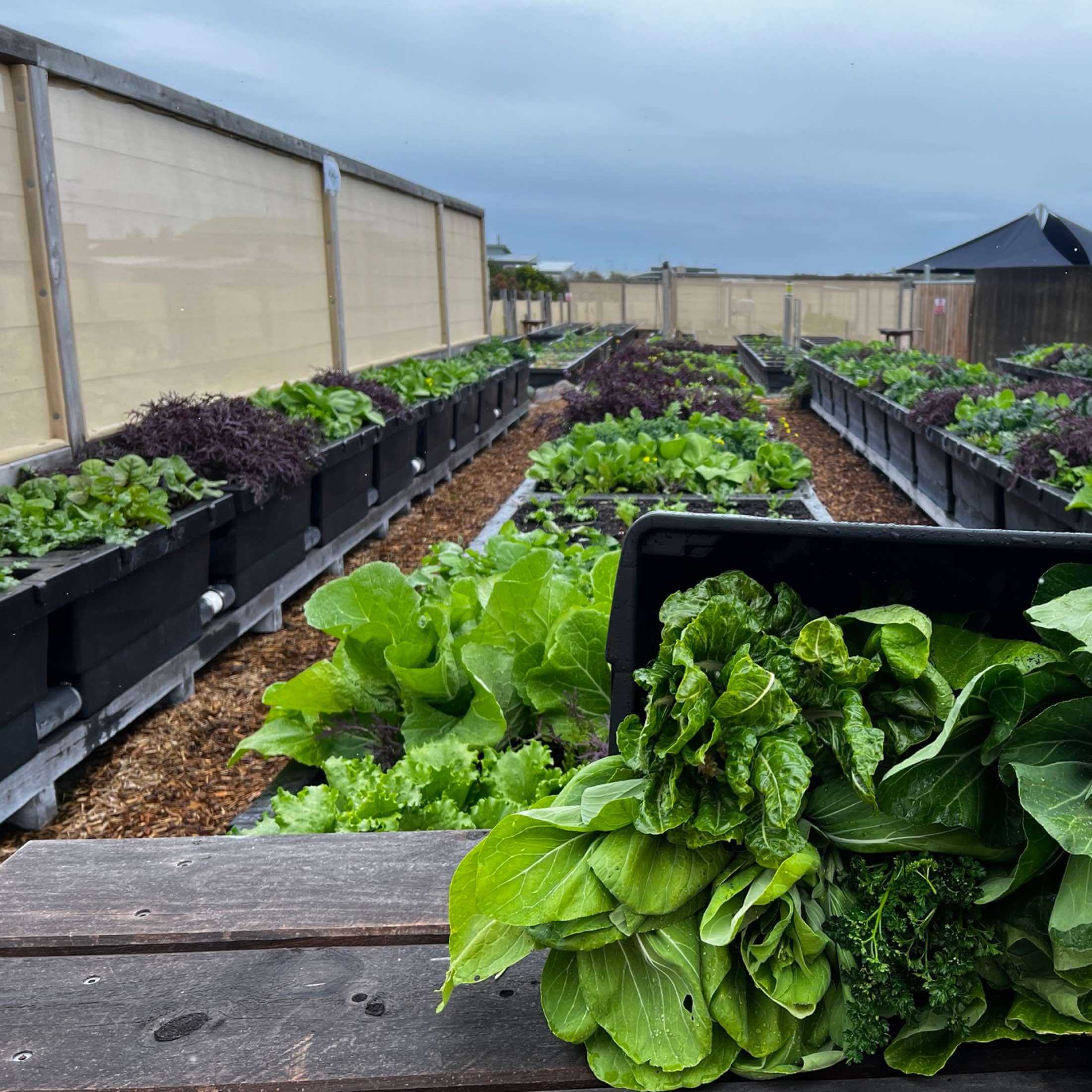 Foodcube™  Slim - The Next Generation of Self Watering Raised Garden - Image 7