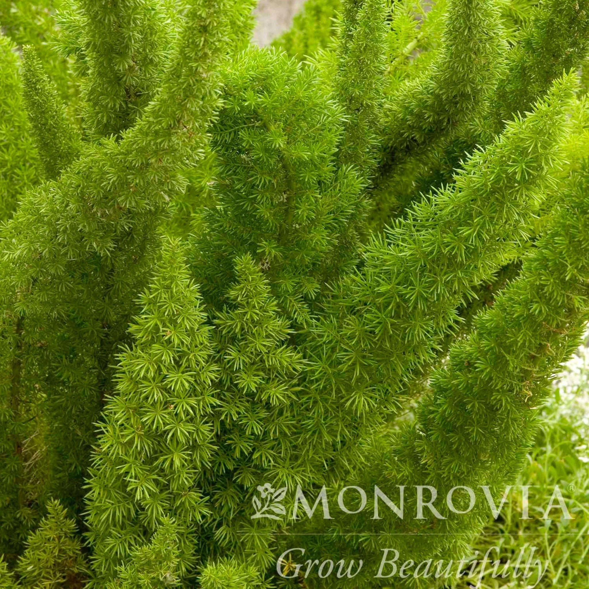 Foxtail Fern - Image 2