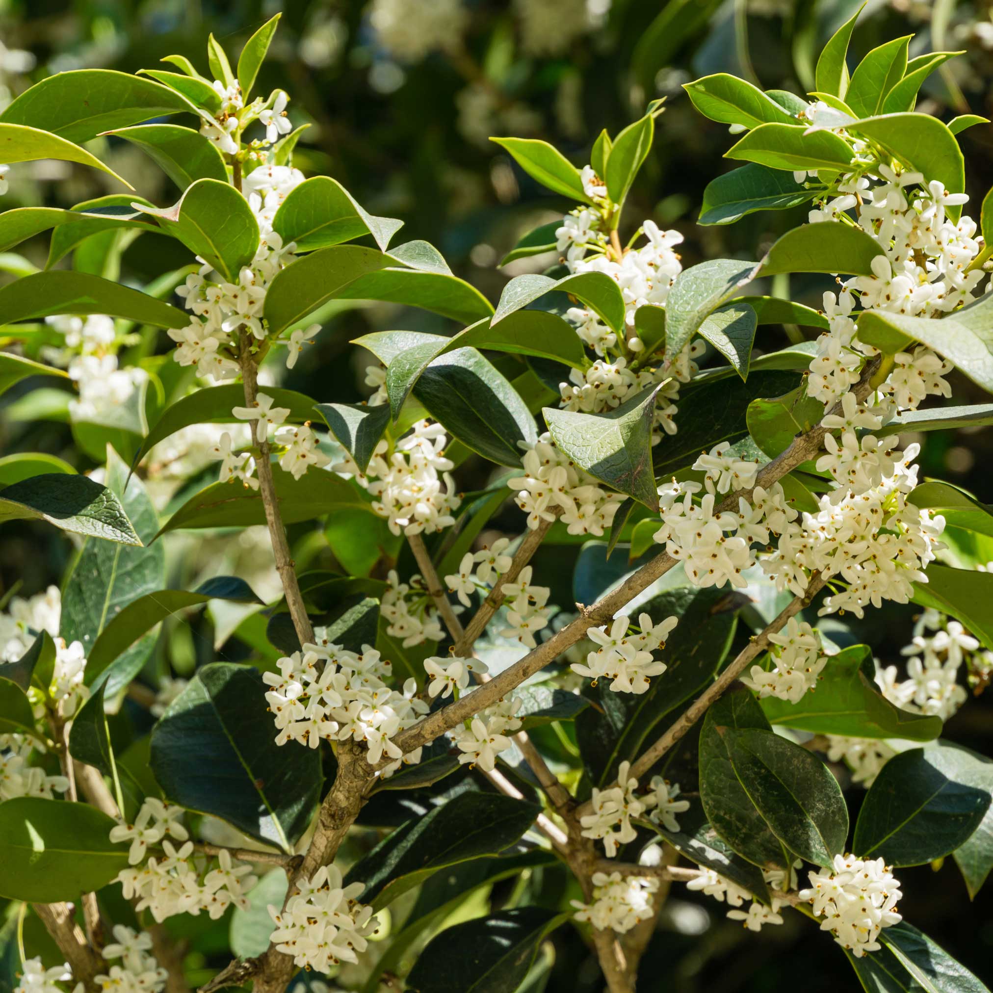 Fragrant Tea Olive Tree - Image 2