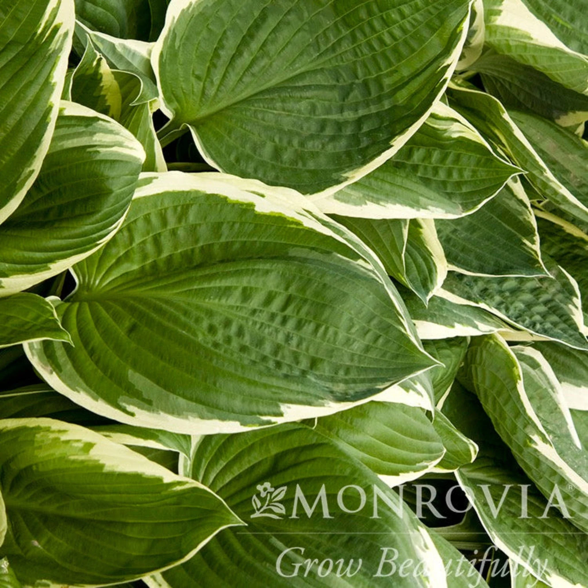 Francee Hosta - Image 2