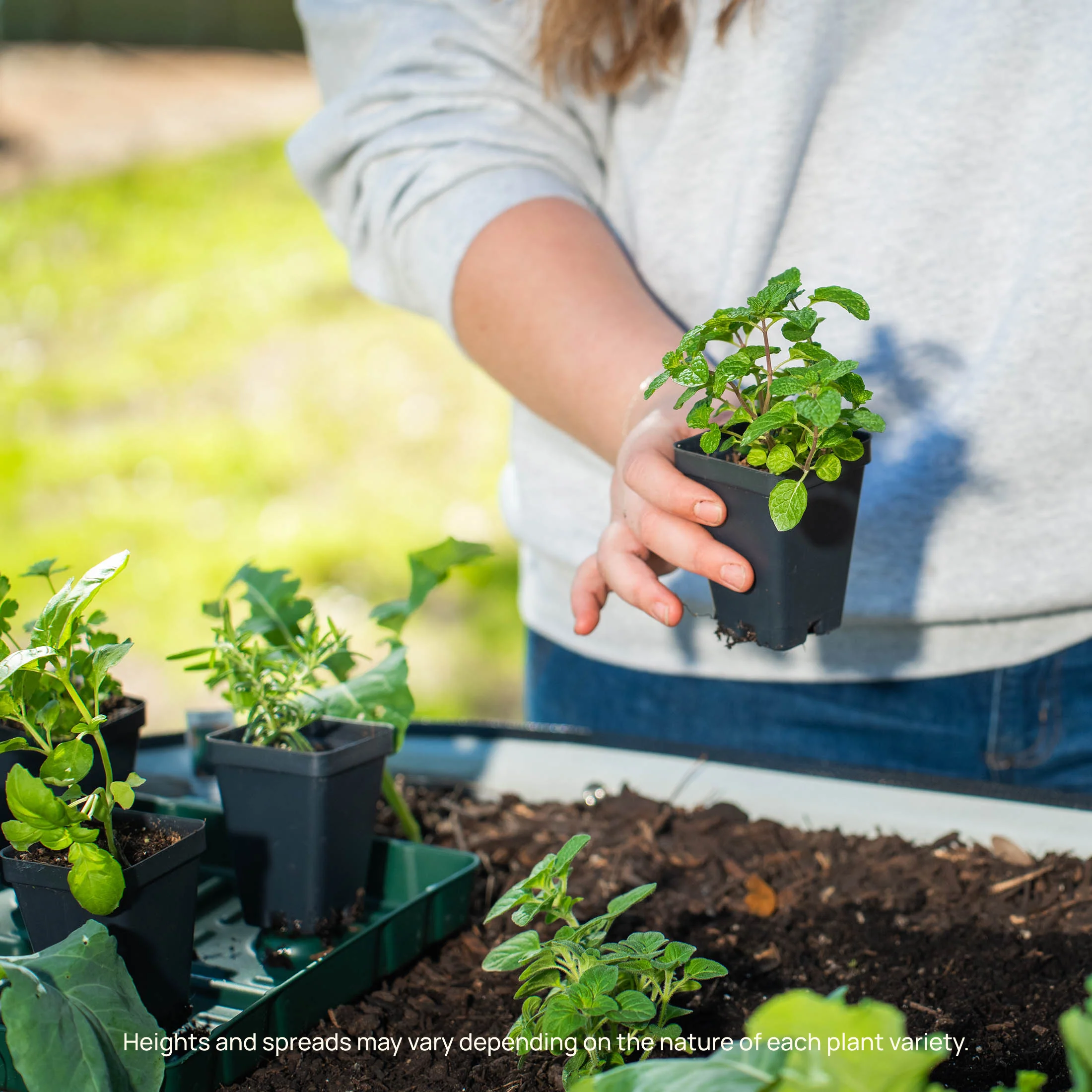 French Thyme Seedling - Image 7