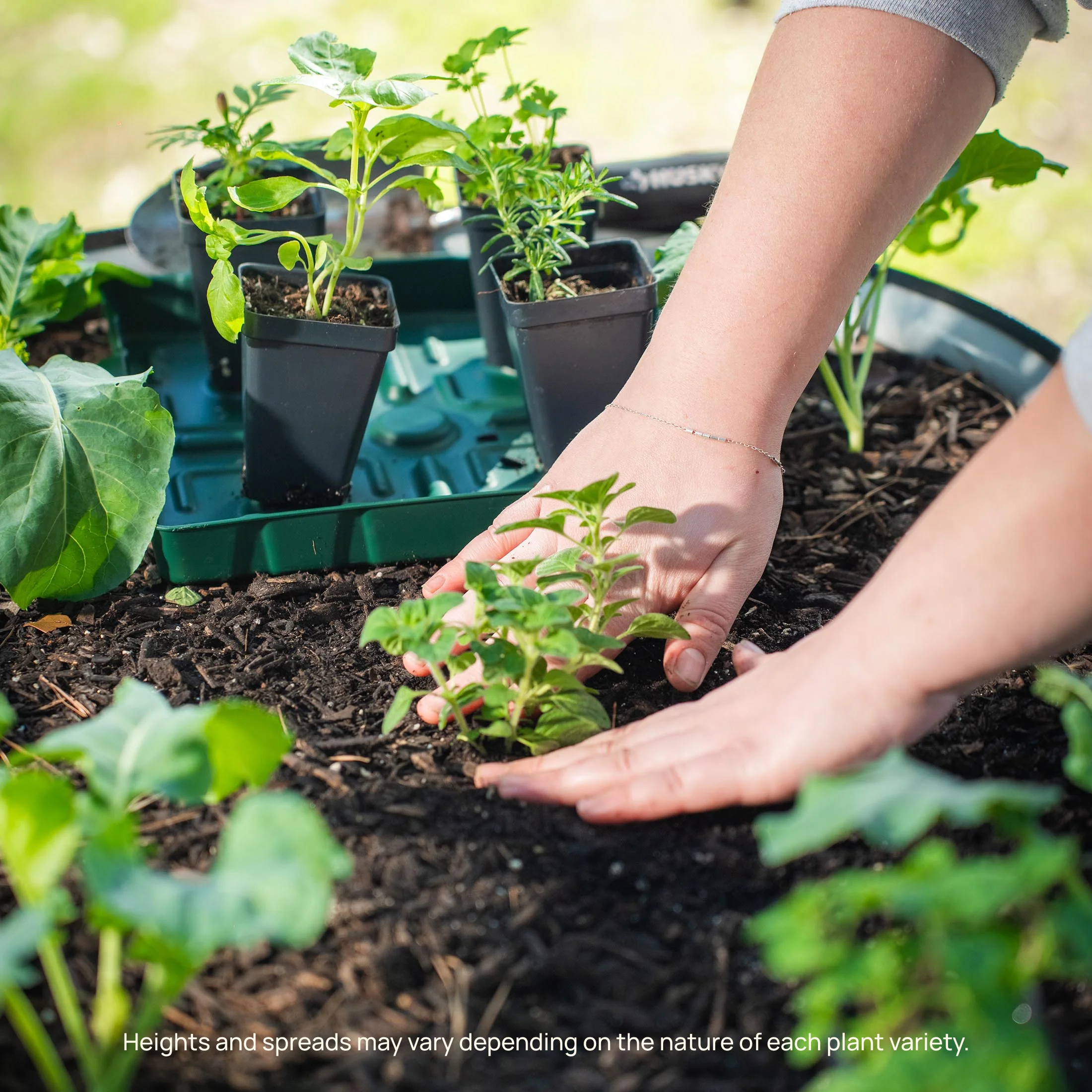 French Thyme Seedling - Image 9