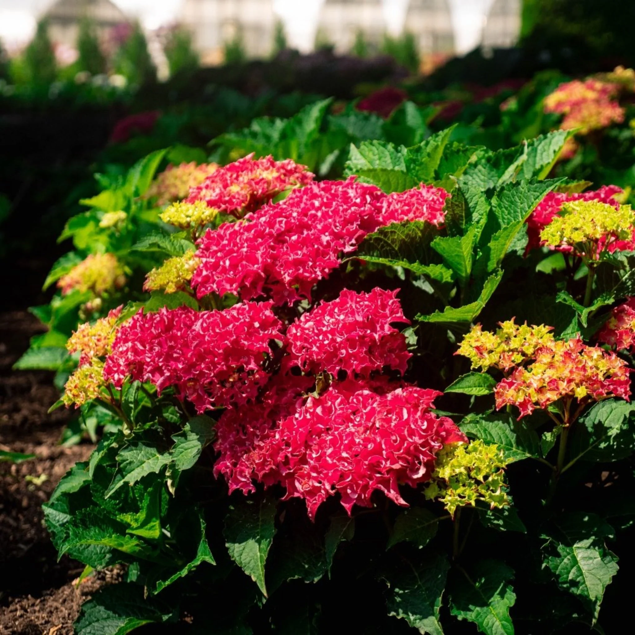 Frill Ride™ Hydrangea - Image 2