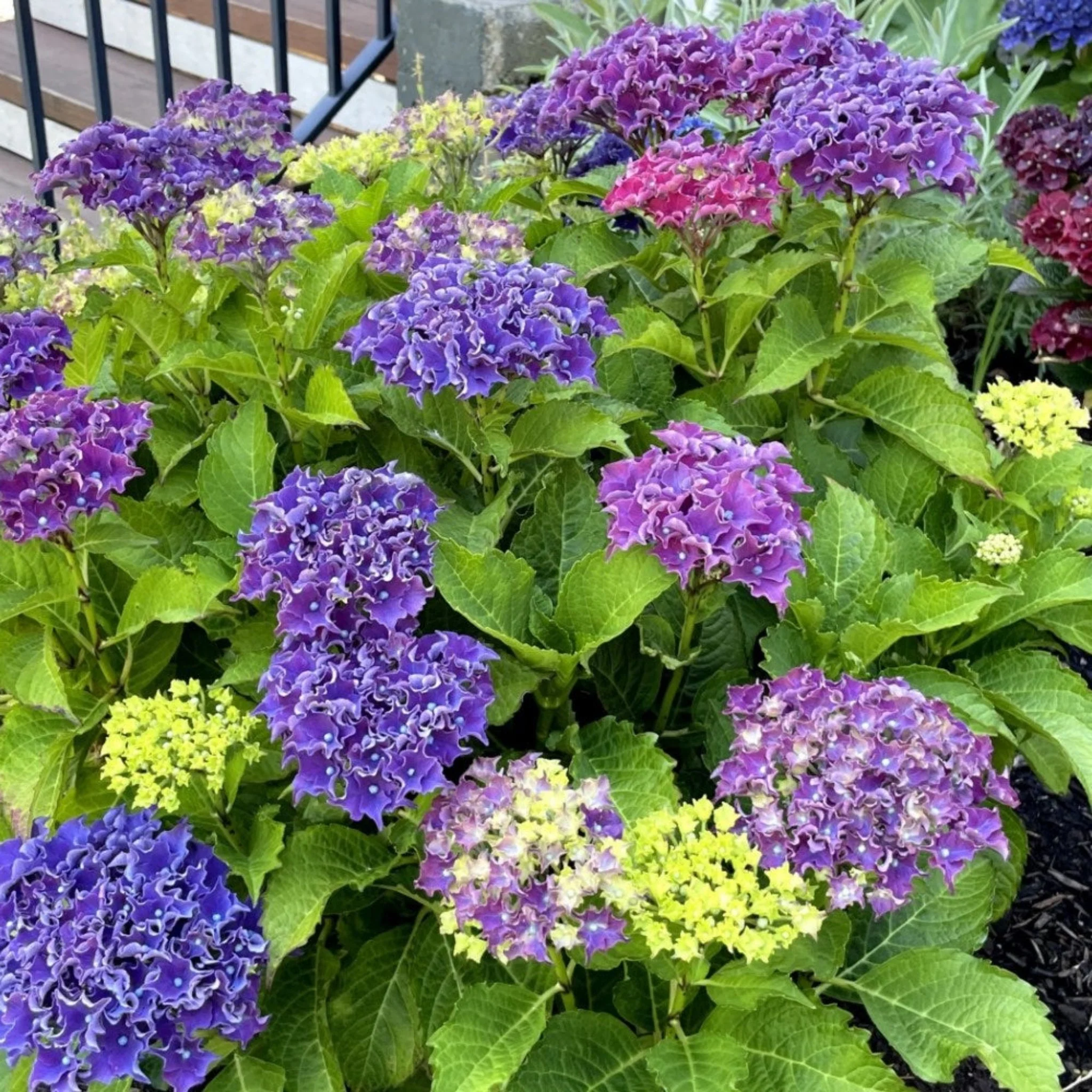 Frill Ride™ Hydrangea - Image 3