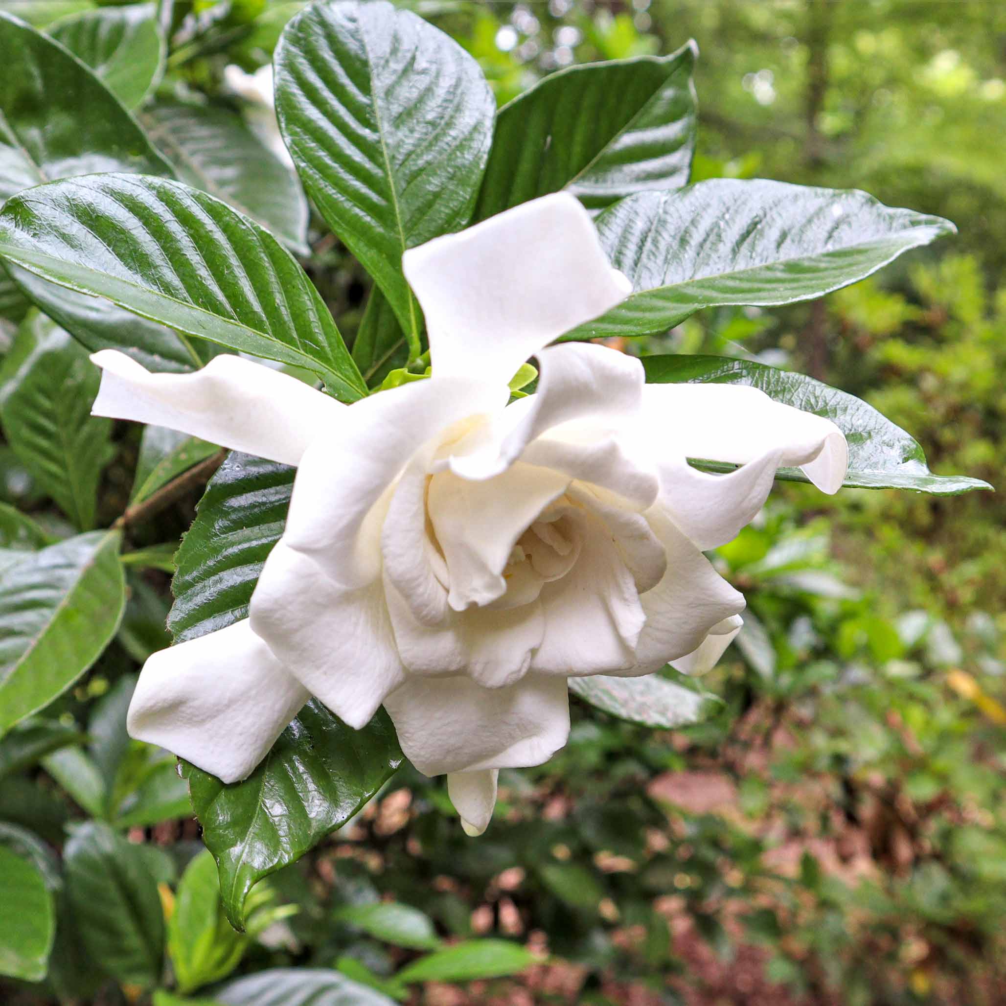 Frost Proof Gardenia - Image 2