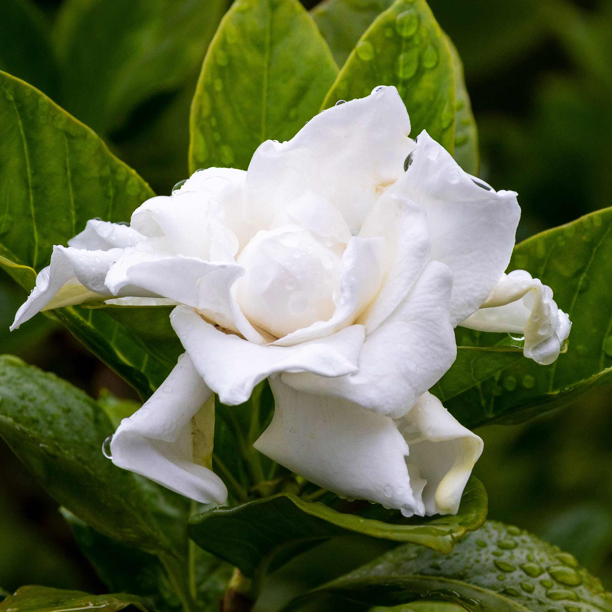 Frost Proof Gardenia - Image 3