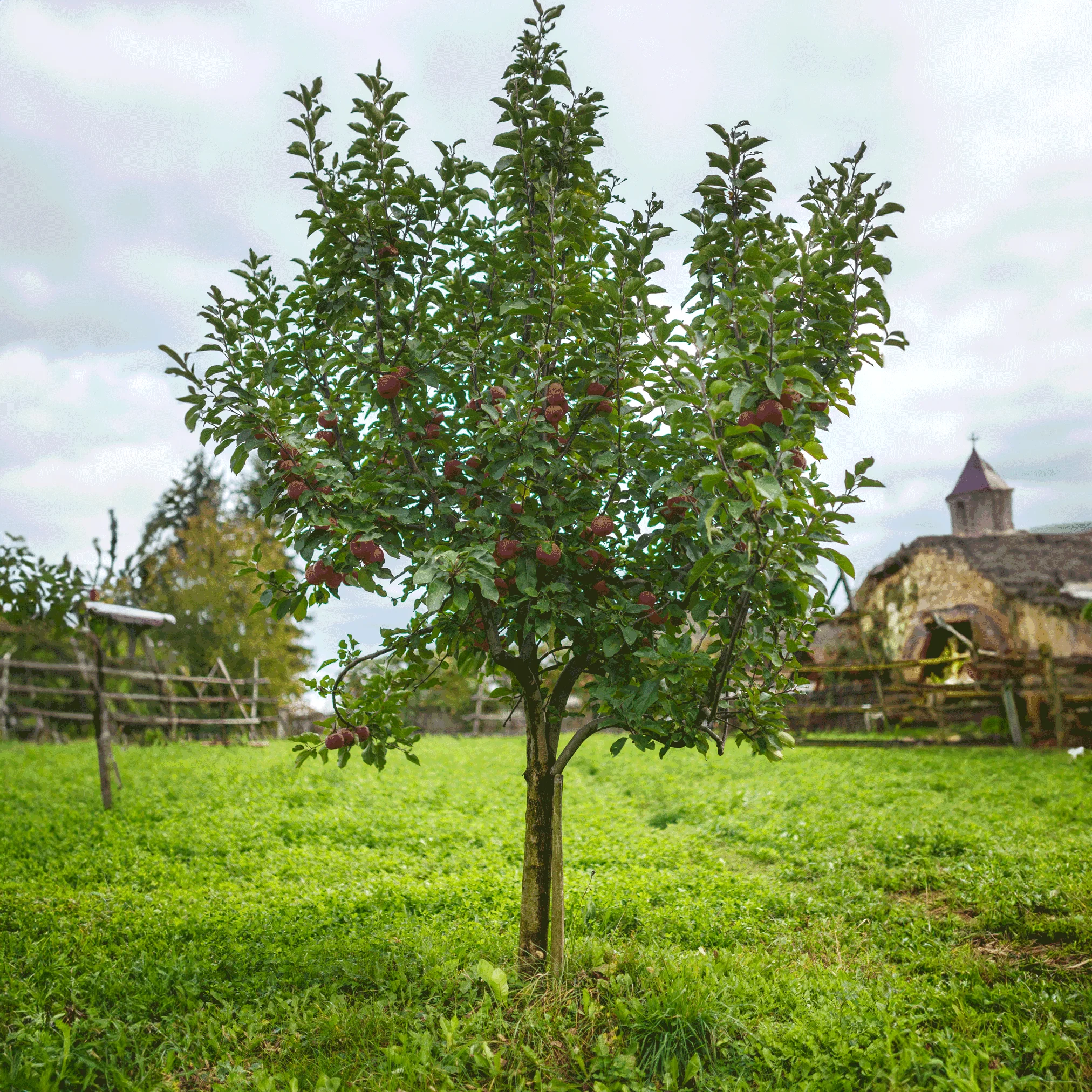 Fuji Apple Tree - Image 2