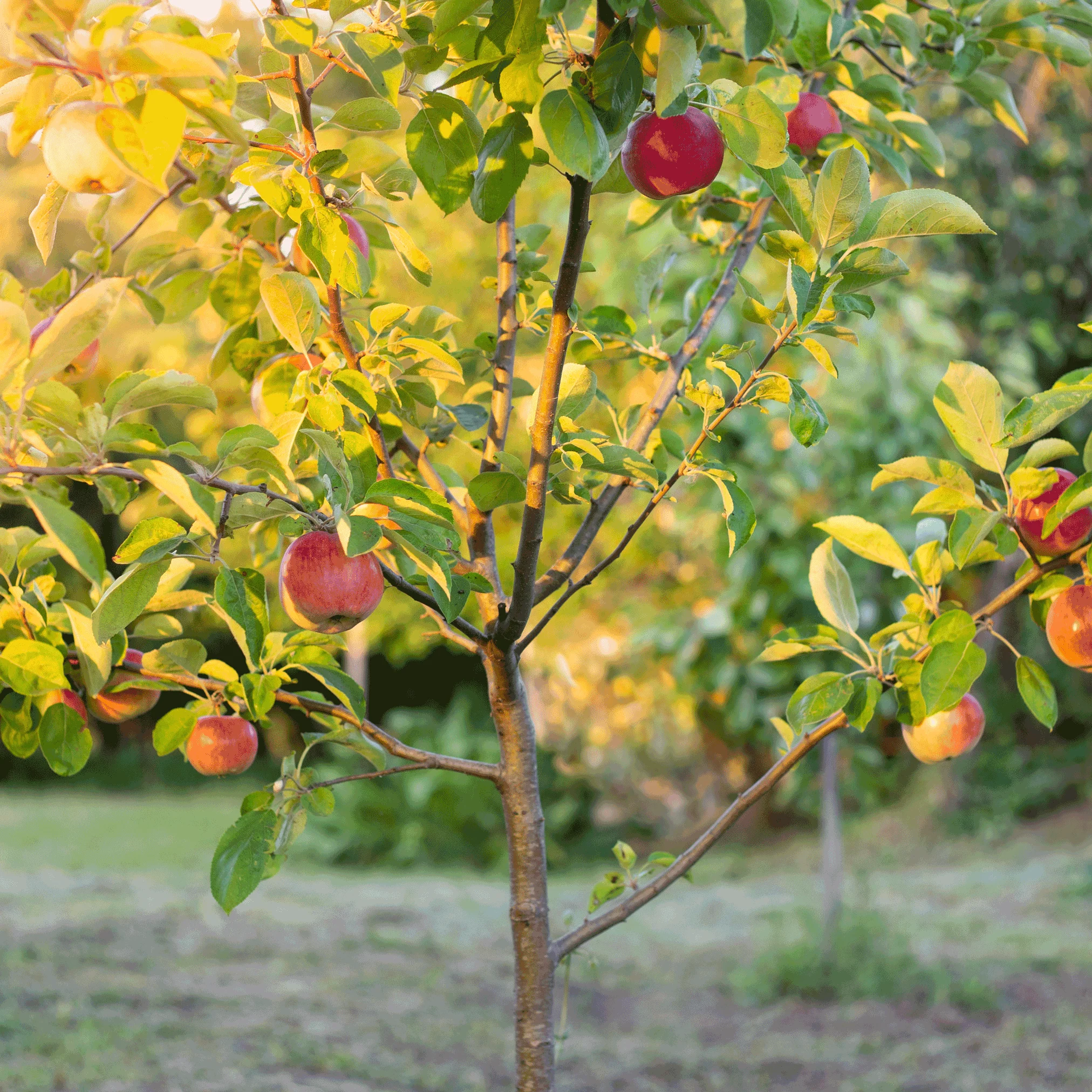 Fuji Apple Tree - Image 3