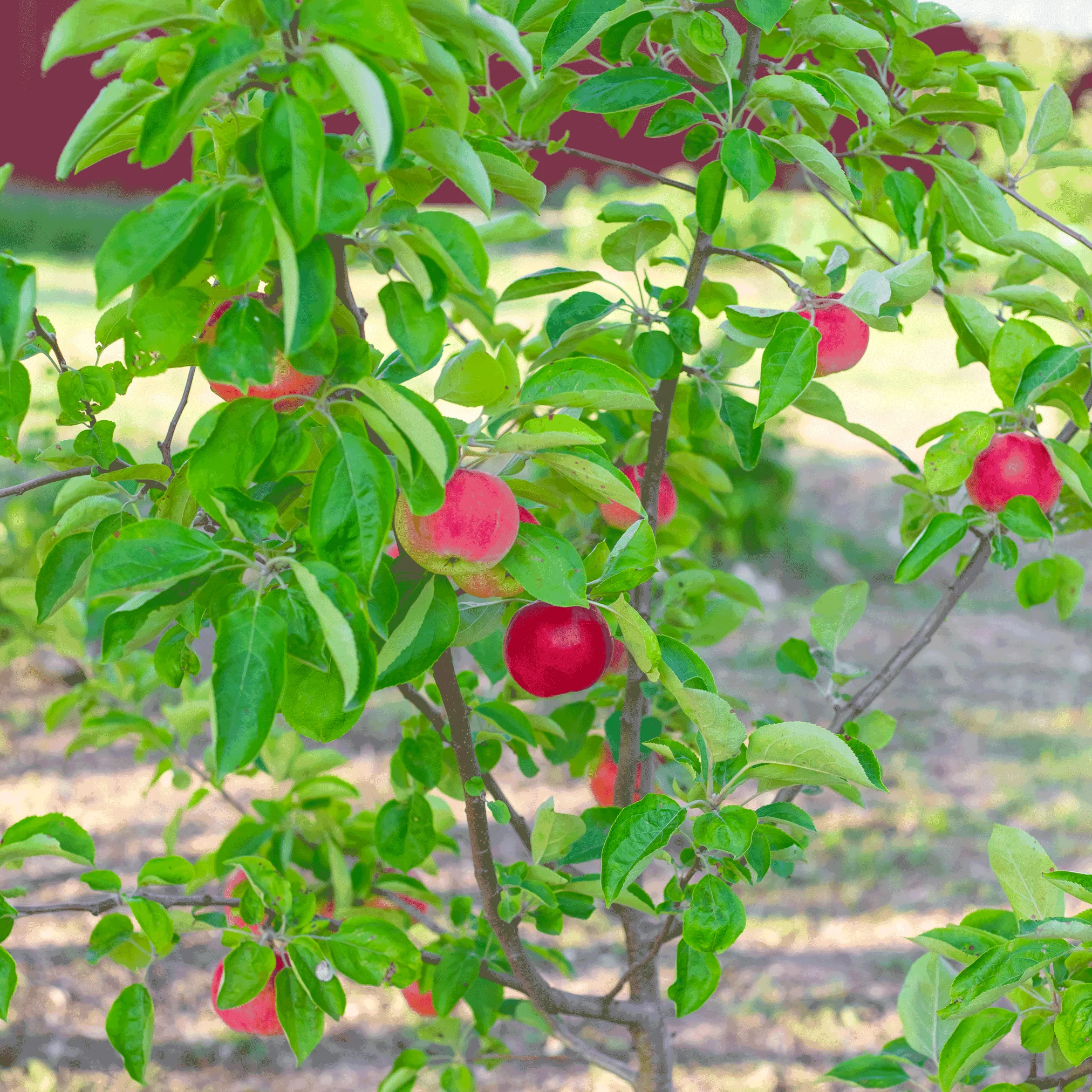 Gala Apple Tree - Image 2