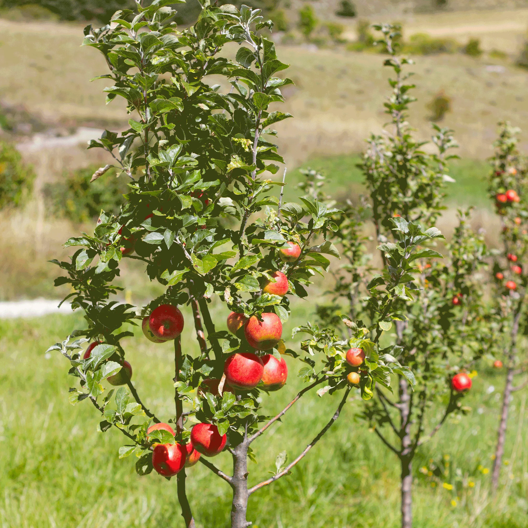 Gala Apple Tree - Image 3